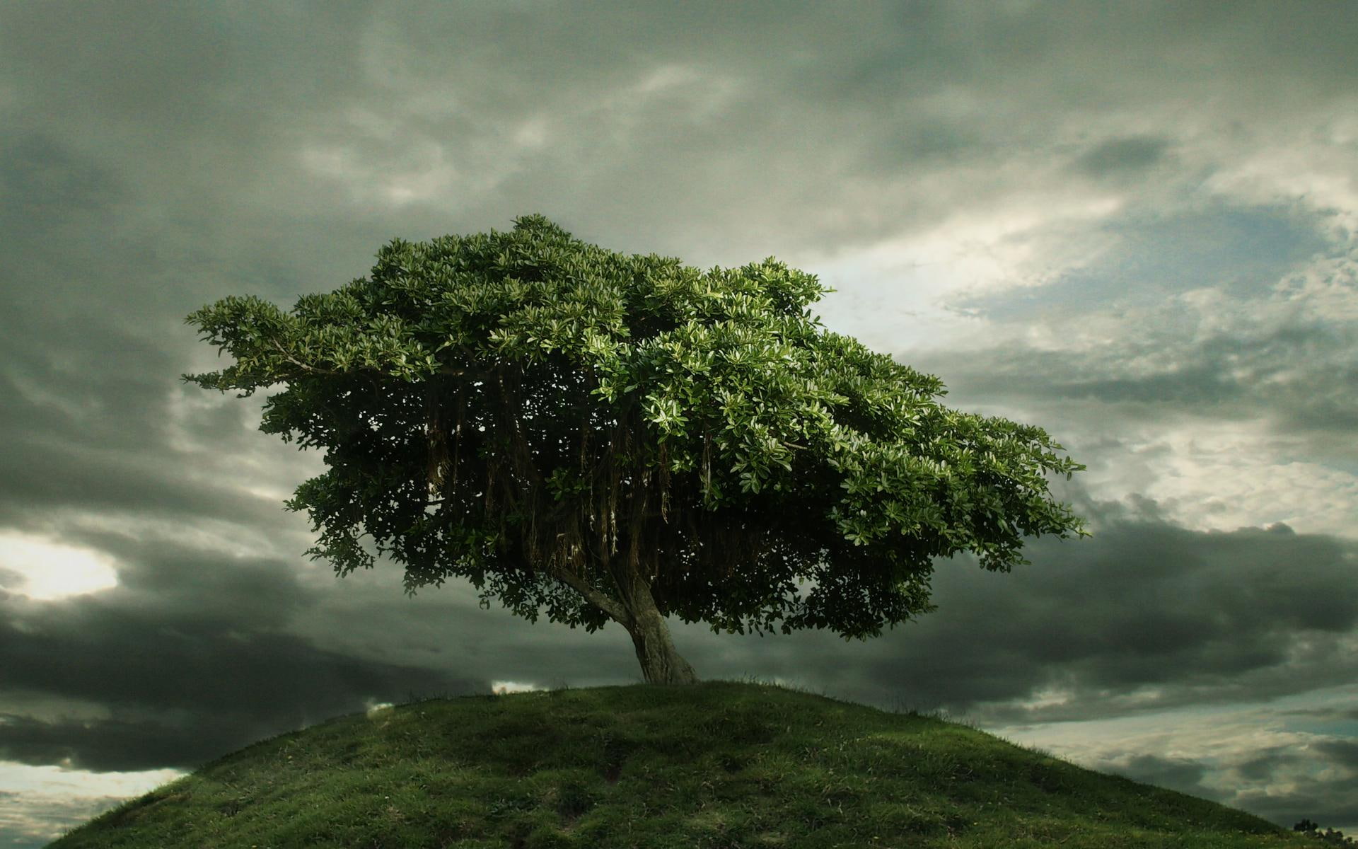 dark, tree, hill, grassy, lscape, 1080P, clouds, nature and landscapes, HD Wallpaper