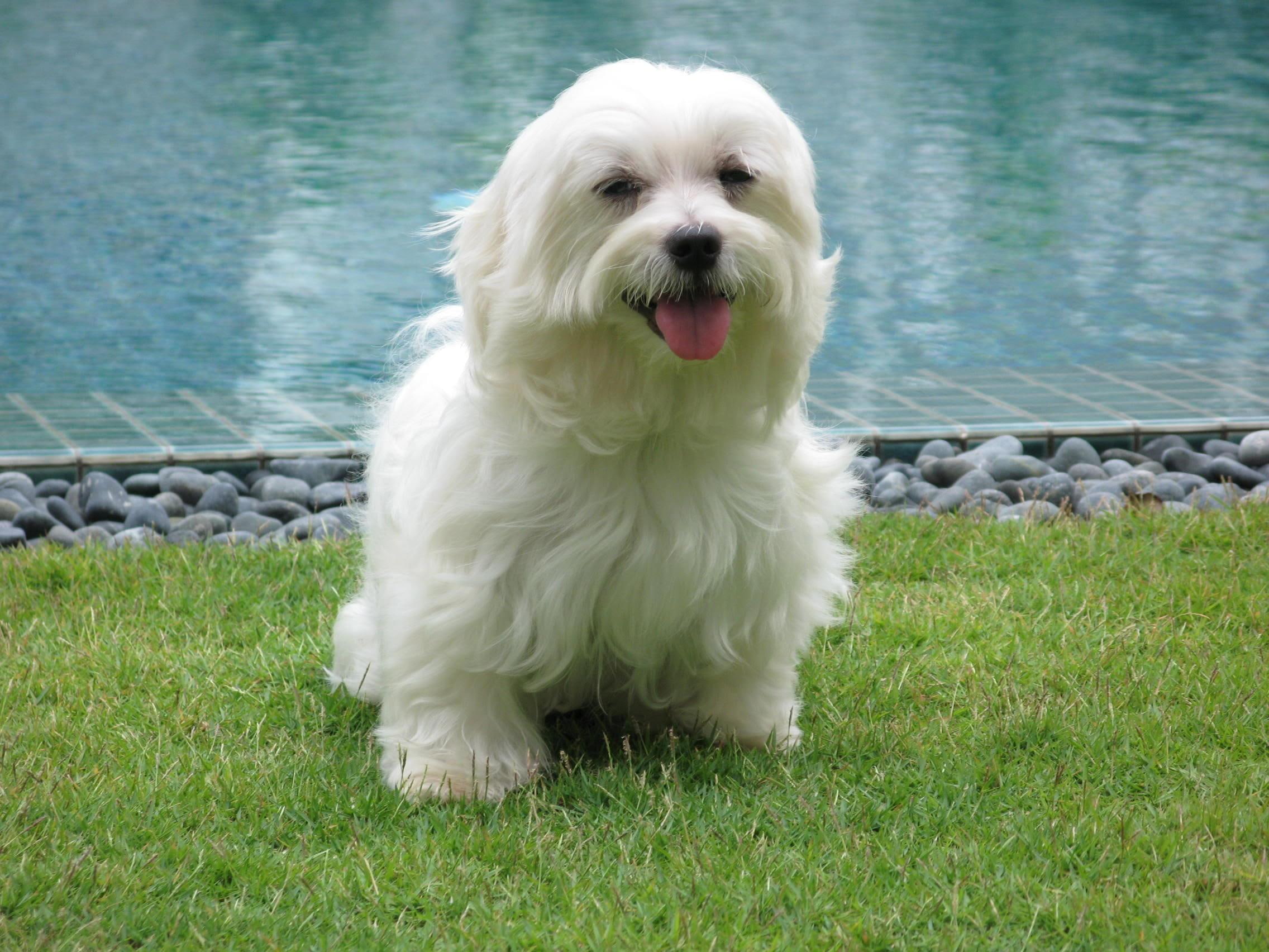 swimming pool, grassy lawn, 1080P, pool, animals, maltese terrier, HD Wallpaper