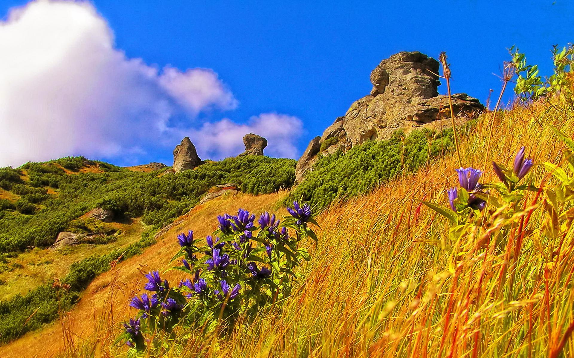 slope, grass, nice, sujmmer, flowers, mountain, floral, rocks, stones, beautiful, 1080P, lovely, yellow, delight, grassy, HD Wallpaper