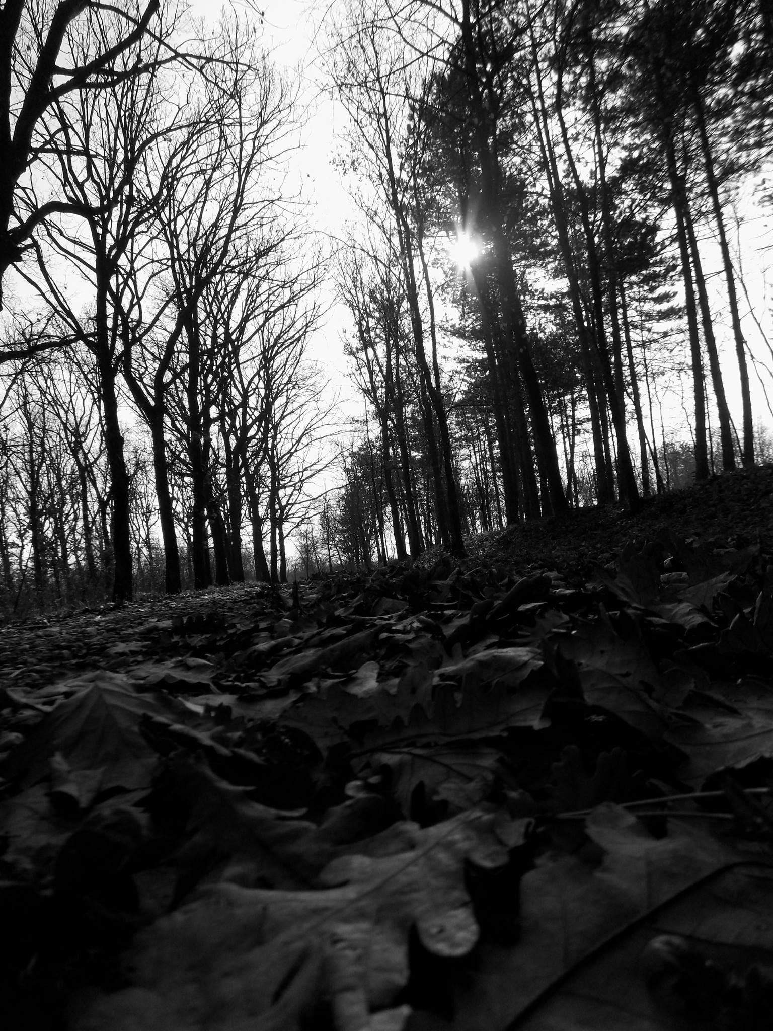 tree, leaf, trunk, surface level, tranquil scene, woodland, outdoors, non-urban scene, trees, monochrome, forest, plant, scenics - nature, day, growth, Phone HD Wallpaper