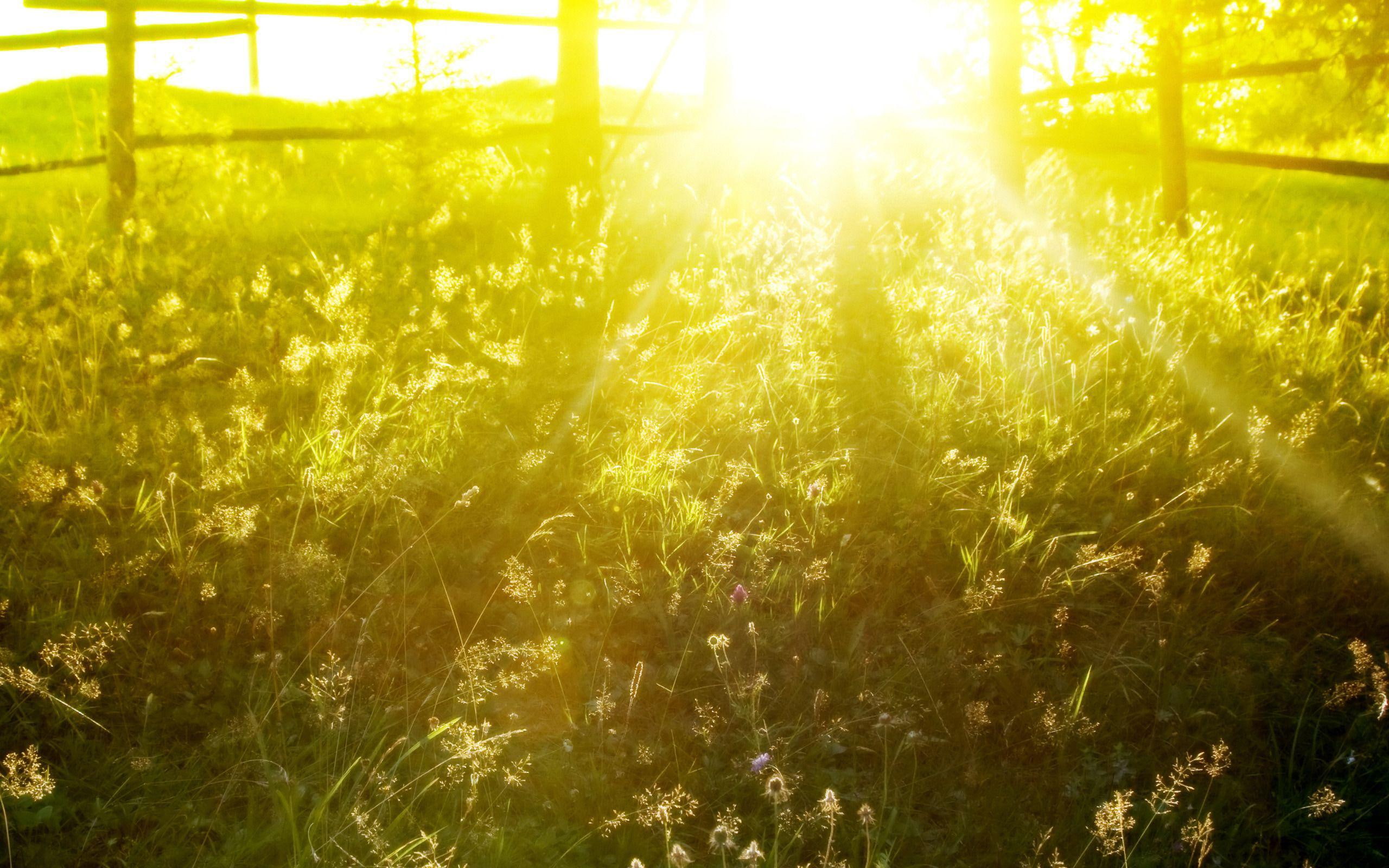 2K, grass, spring, 2560x1600, sunlight, golden, hour, grassy, field, nature, HD Wallpaper
