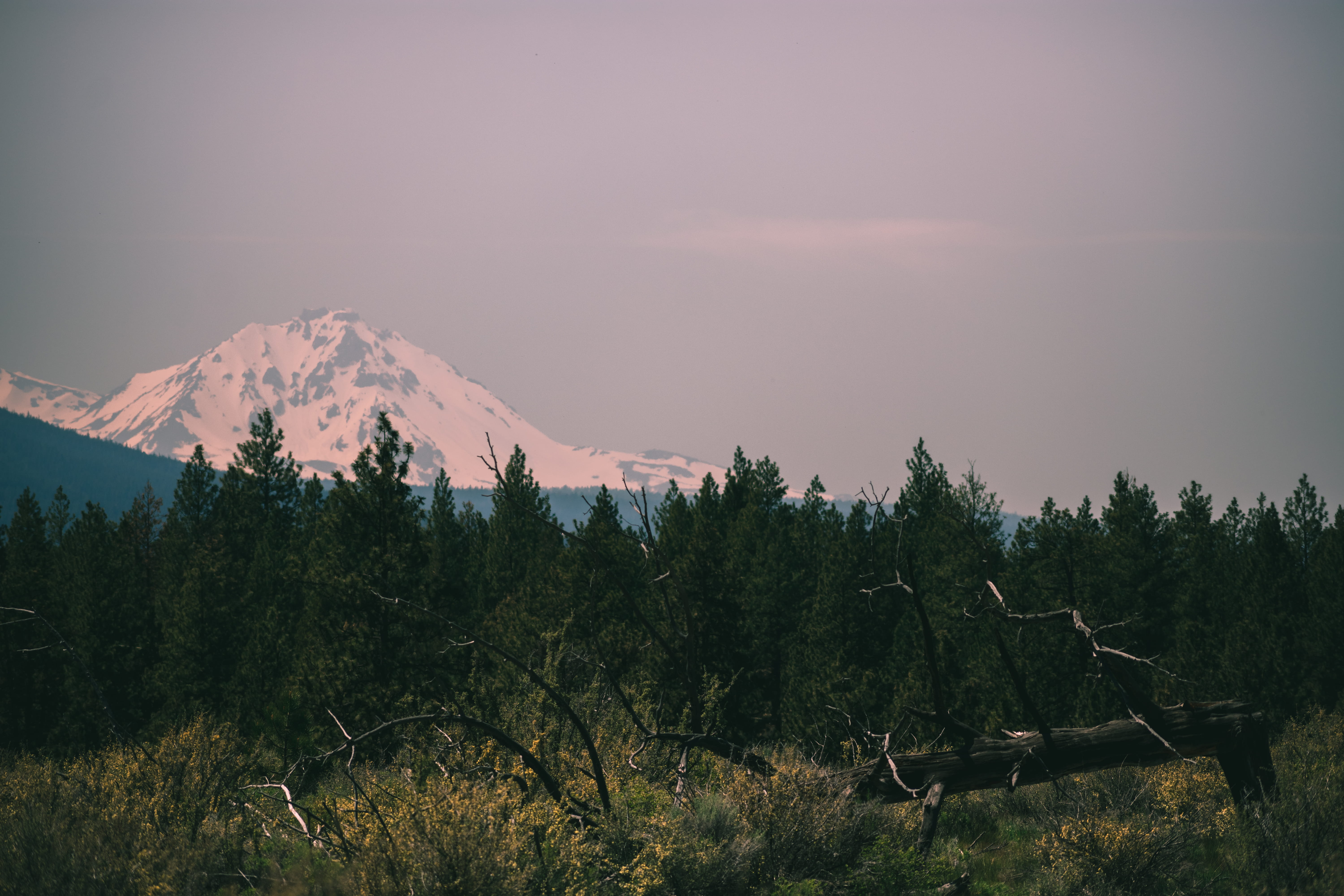 shevlin park, plant, trees, scenics - nature, vsco, forest, tranquility, united states, remote, idyllic, non-urban scene, horizon, pacific northwest, sunset, HD Wallpaper