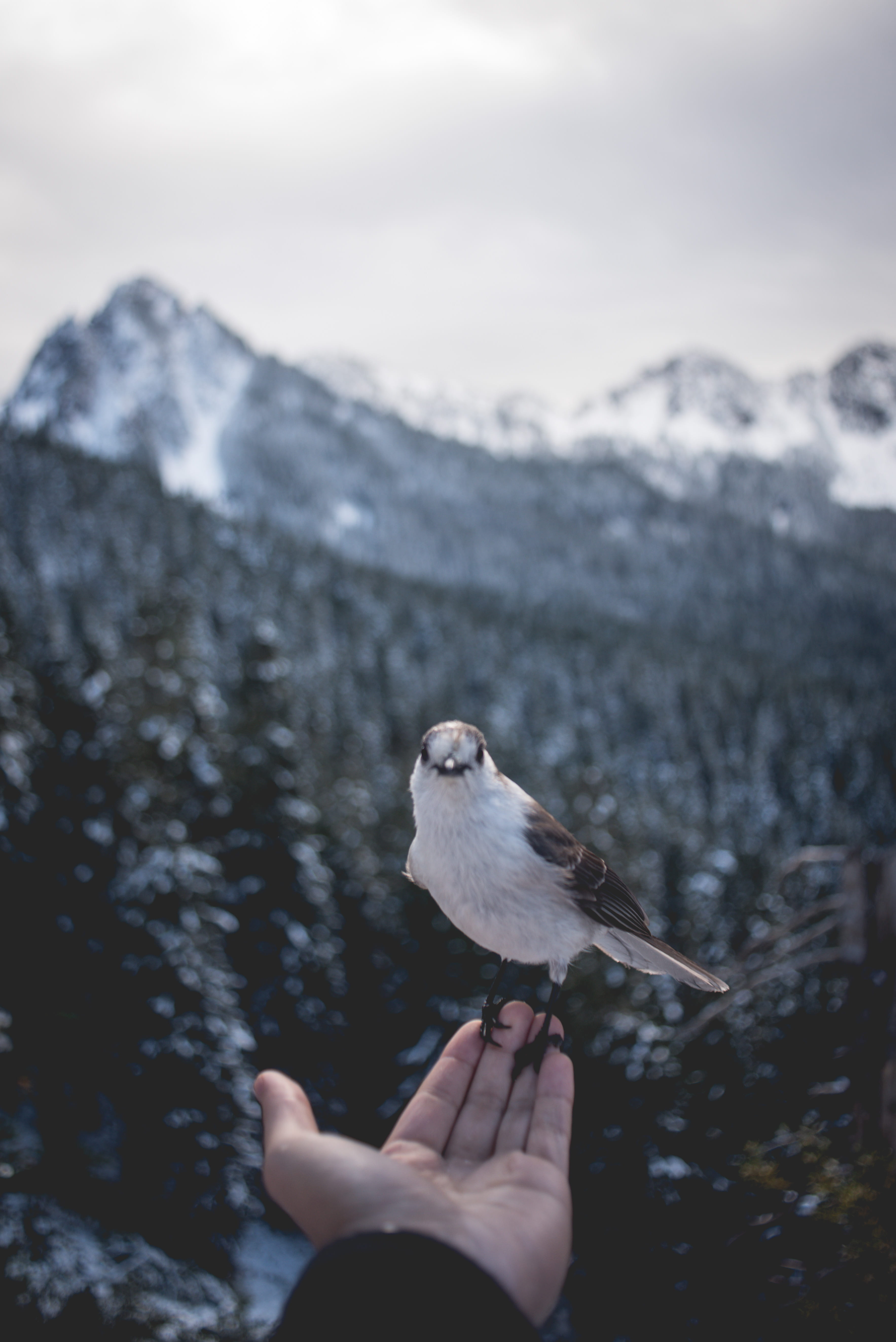 hiking, mountain, animal wildlife, vertebrate, seattle, animal, human, 5K, mountain range, human finger, real people, one animal, grey, holding, perching, Phone HD Wallpaper