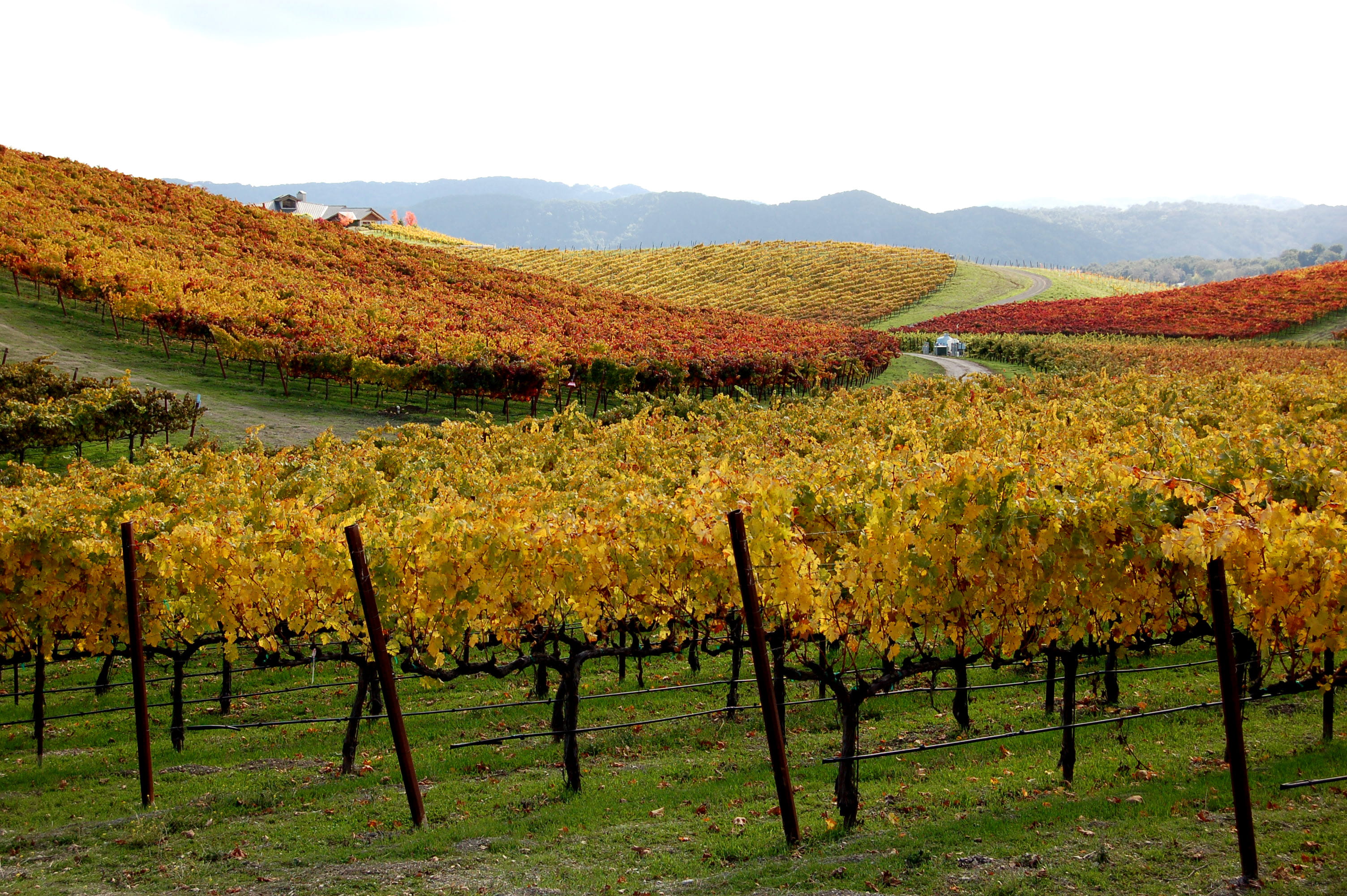 farm, wine country, plant, plantation, environment, winemaking, california, rural scene, united states, beauty in nature, land, scenics - nature, fall colors, HD Wallpaper
