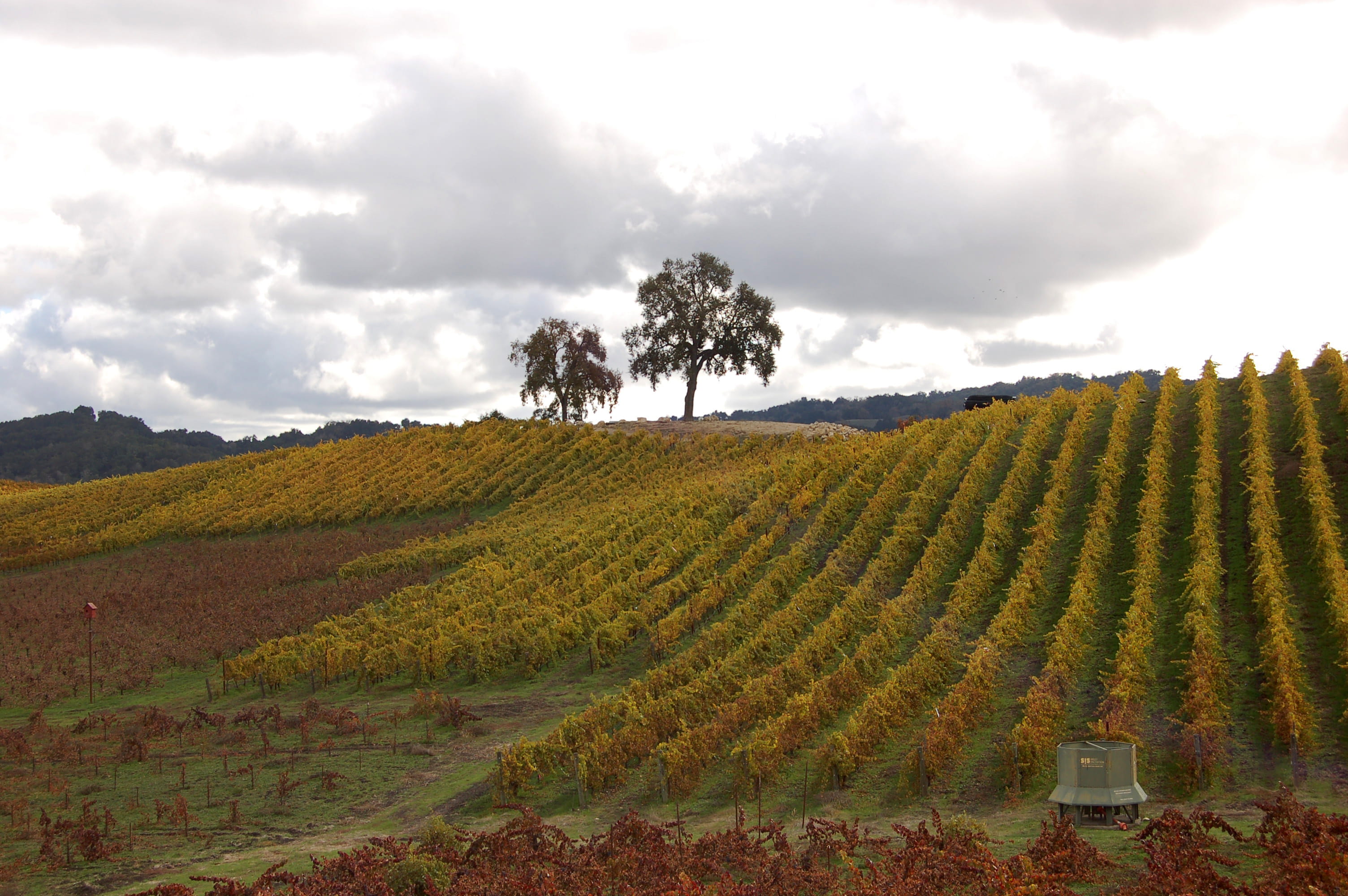 vines, cloud - sky, land, tranquil scene, farm, wine country, plantation, no people, winemaking, rural scene, beauty in nature, fall colors, orange, vineyard, HD Wallpaper