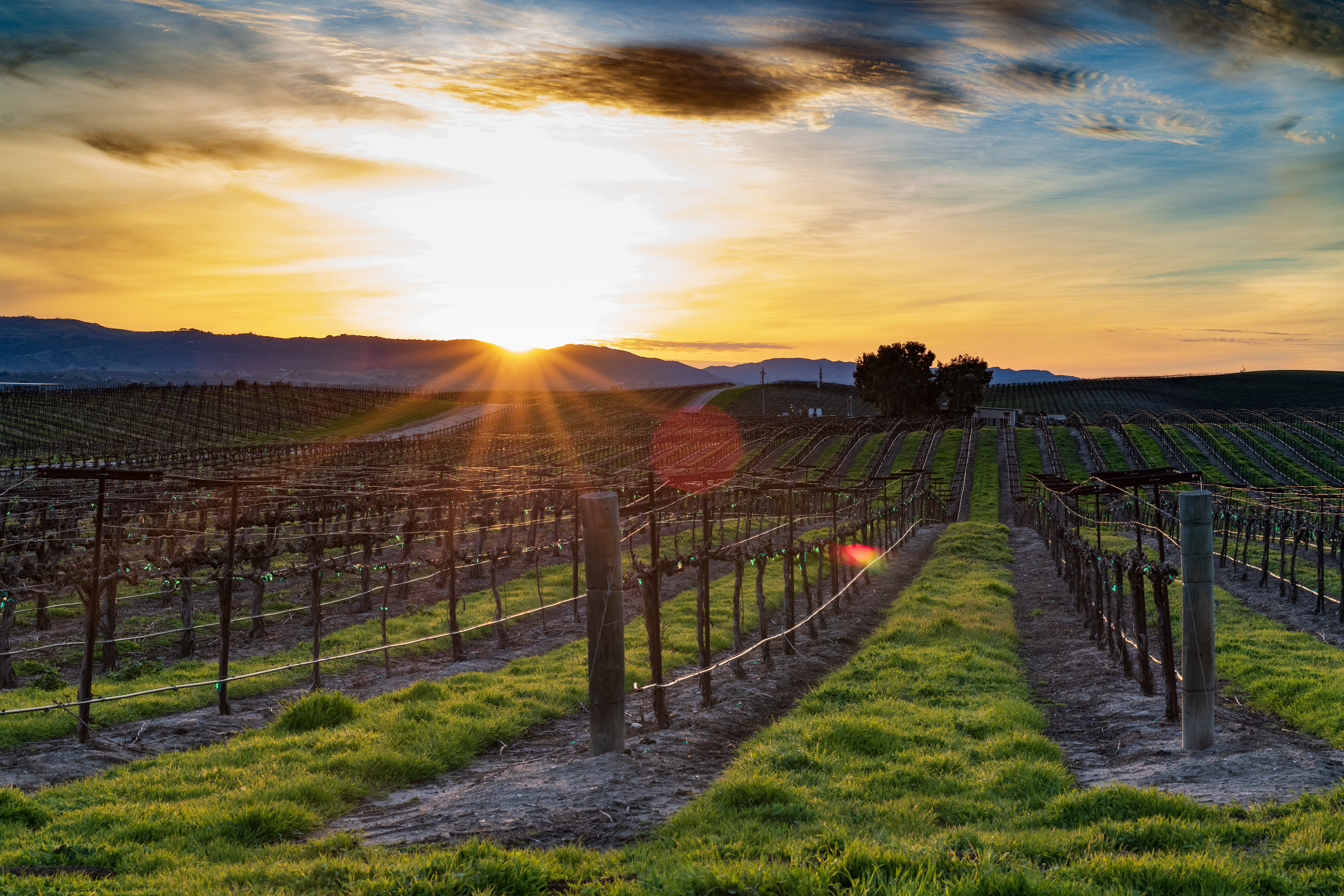 sun, scenics - nature, plantation, land, countryside, cloud - sky, winery, no people, scenery, vineyard, winemaking, wine country, flare, sunset, hills, HD Wallpaper