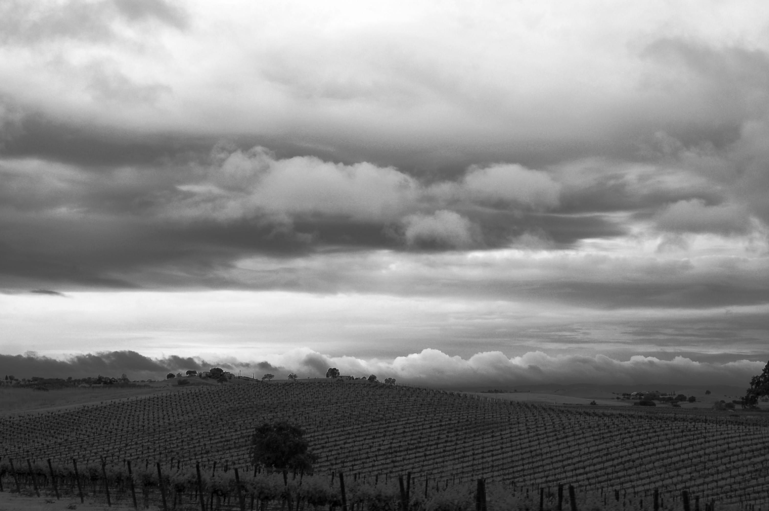 nature, landscape, agriculture, california, ominous, overcast, beauty in nature, tranquil scene, field, no people, paso robles, environment, wine, tranquility, HD Wallpaper