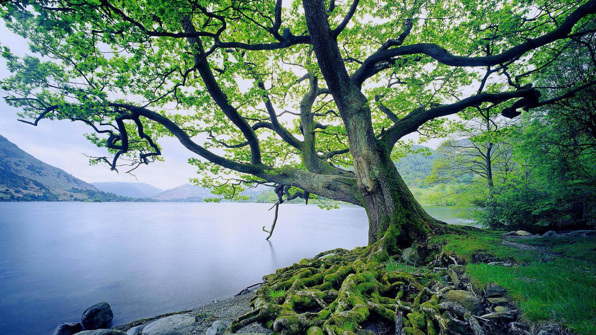 scenic, tree, 3d and abstract, famous, europe, natural, riverbank, spots, scenery, 1080P, HD Wallpaper