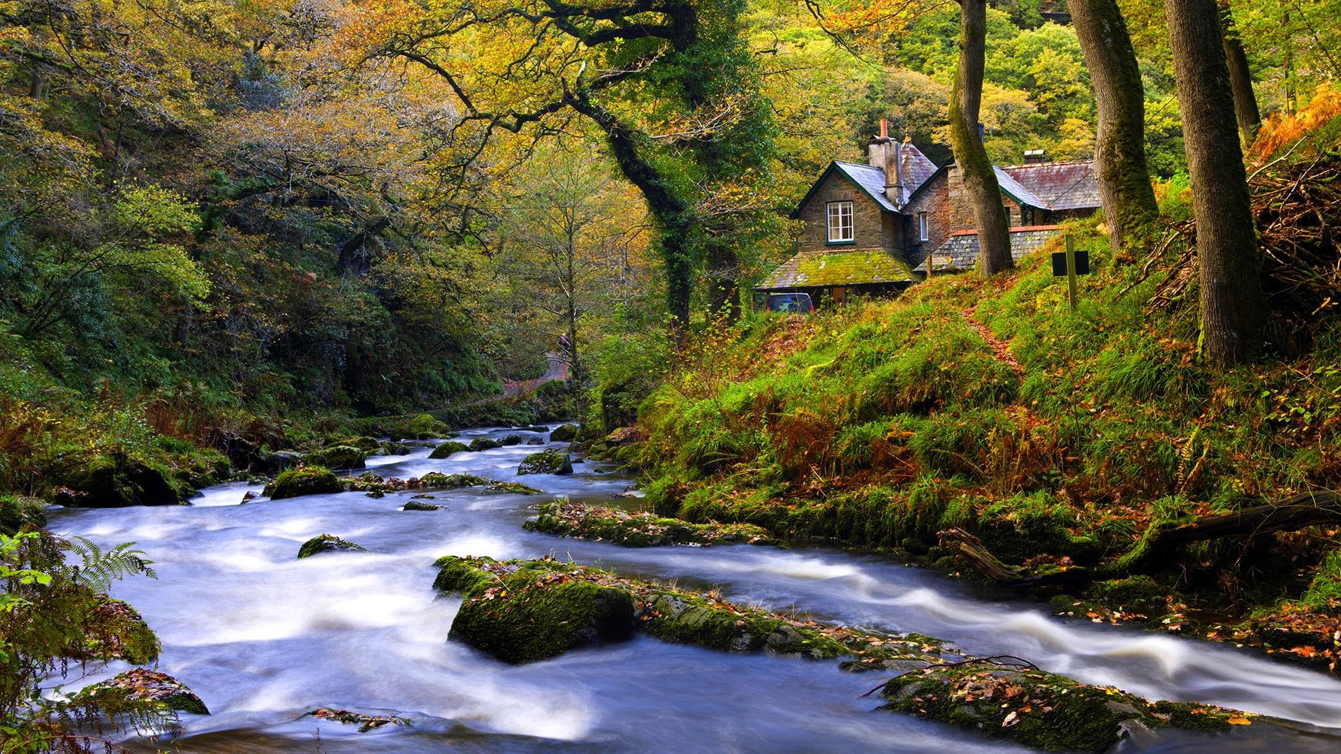 waters, meet, riverbank, seasons, beauty in nature, south west england, rock, autumn, stream, 1080P, exmoor national park, plant, HD Wallpaper