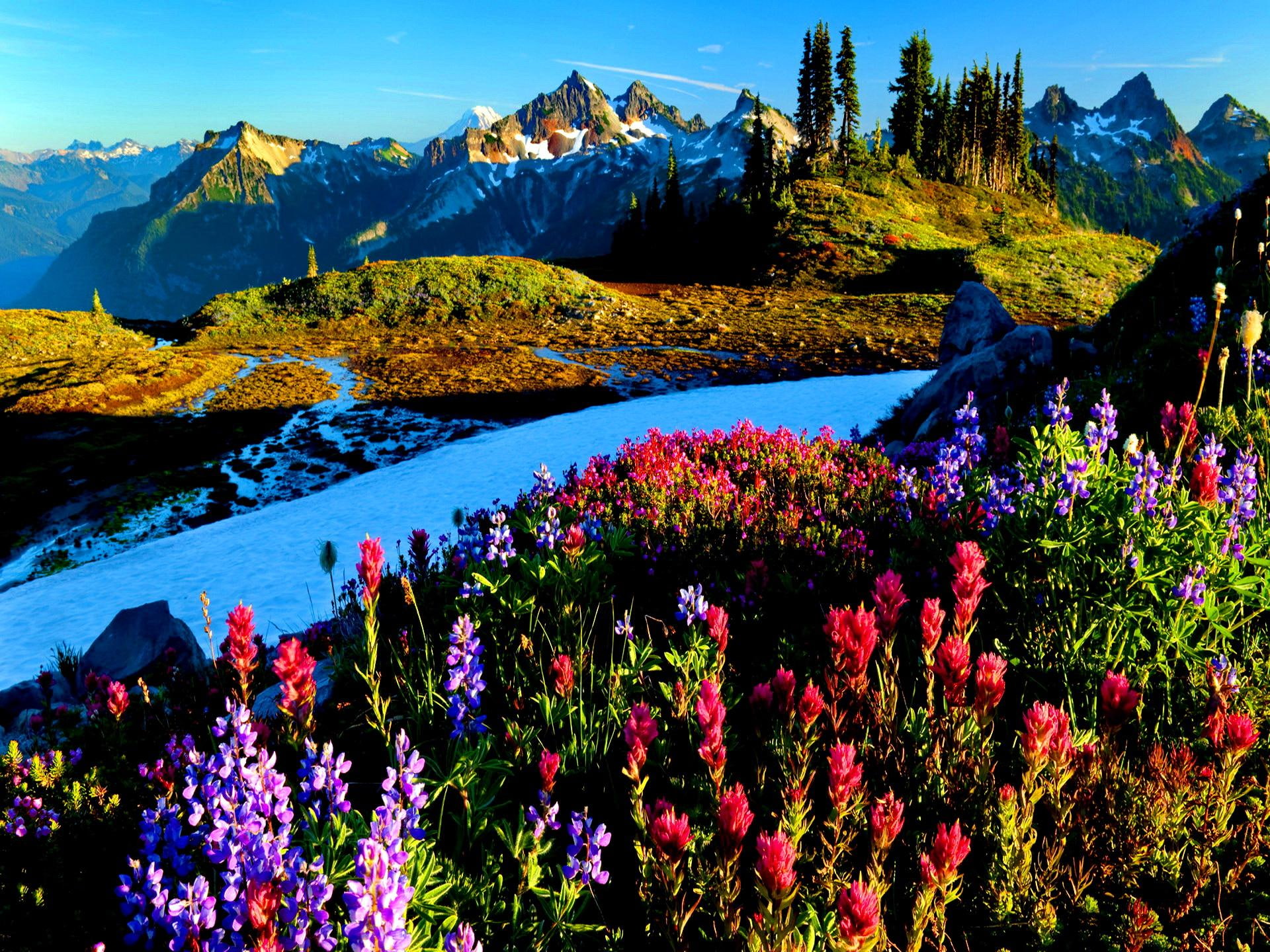 mountrain, colorful, beautiful, lovely, shore, flowers, nice, delight, riverbank, mountain, 1080P, bright, floral, river, blue, HD Wallpaper