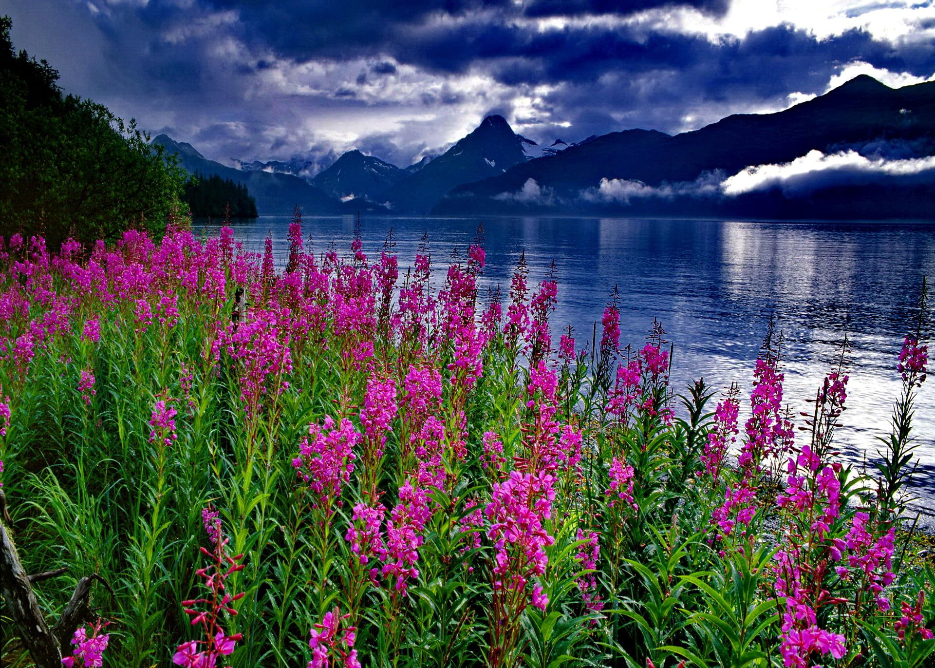 lake, river, clouds, flowers, shore, riverbank, beautiful, 1080P, slope, lovely, dark, nice, lakeshore, HD Wallpaper