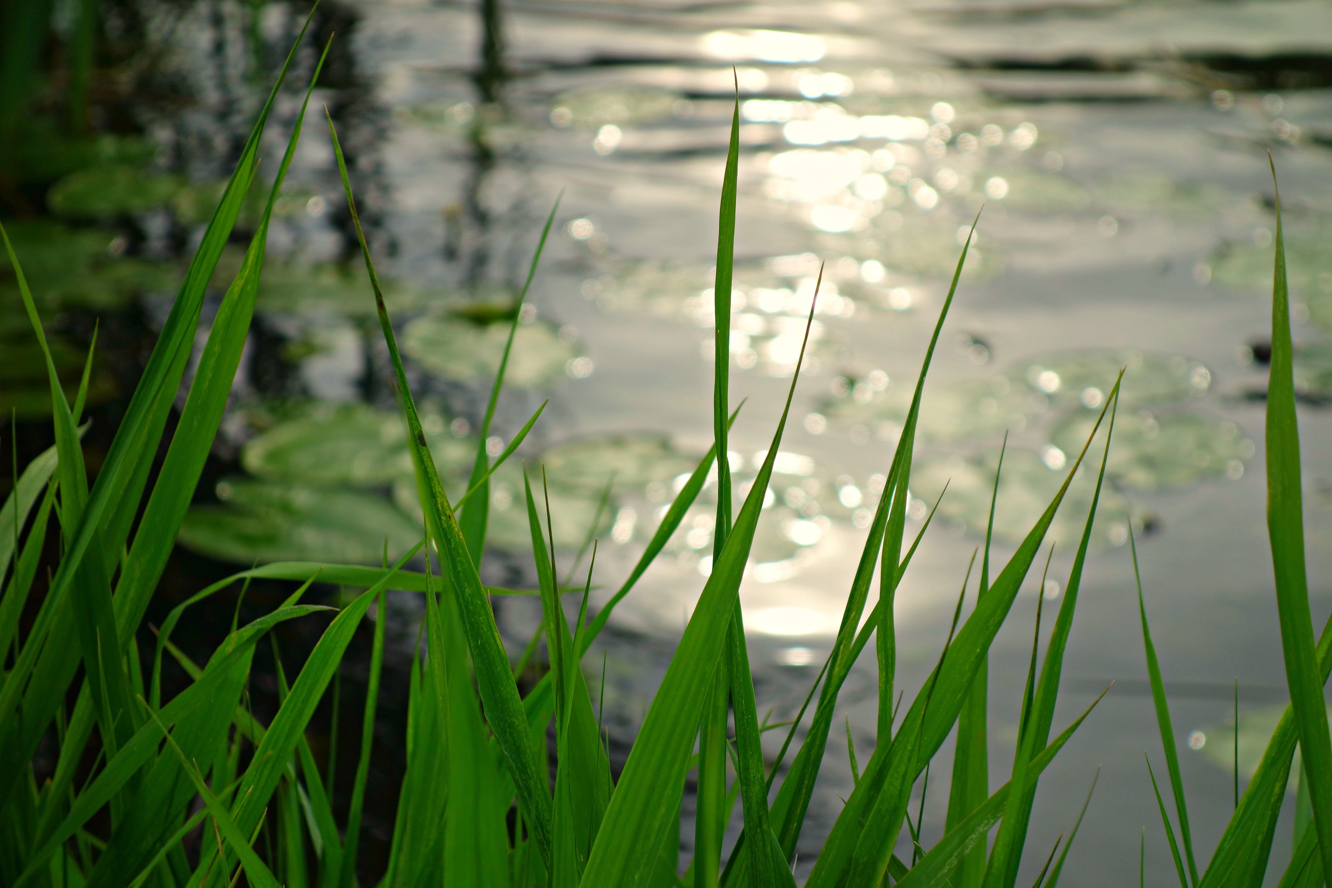 no people, lake, summer, field, pond, growth, day, focus on foreground, sunlight on water, bokeh, River, grass, Riverbank, flower, nature, green Color, HD Wallpaper