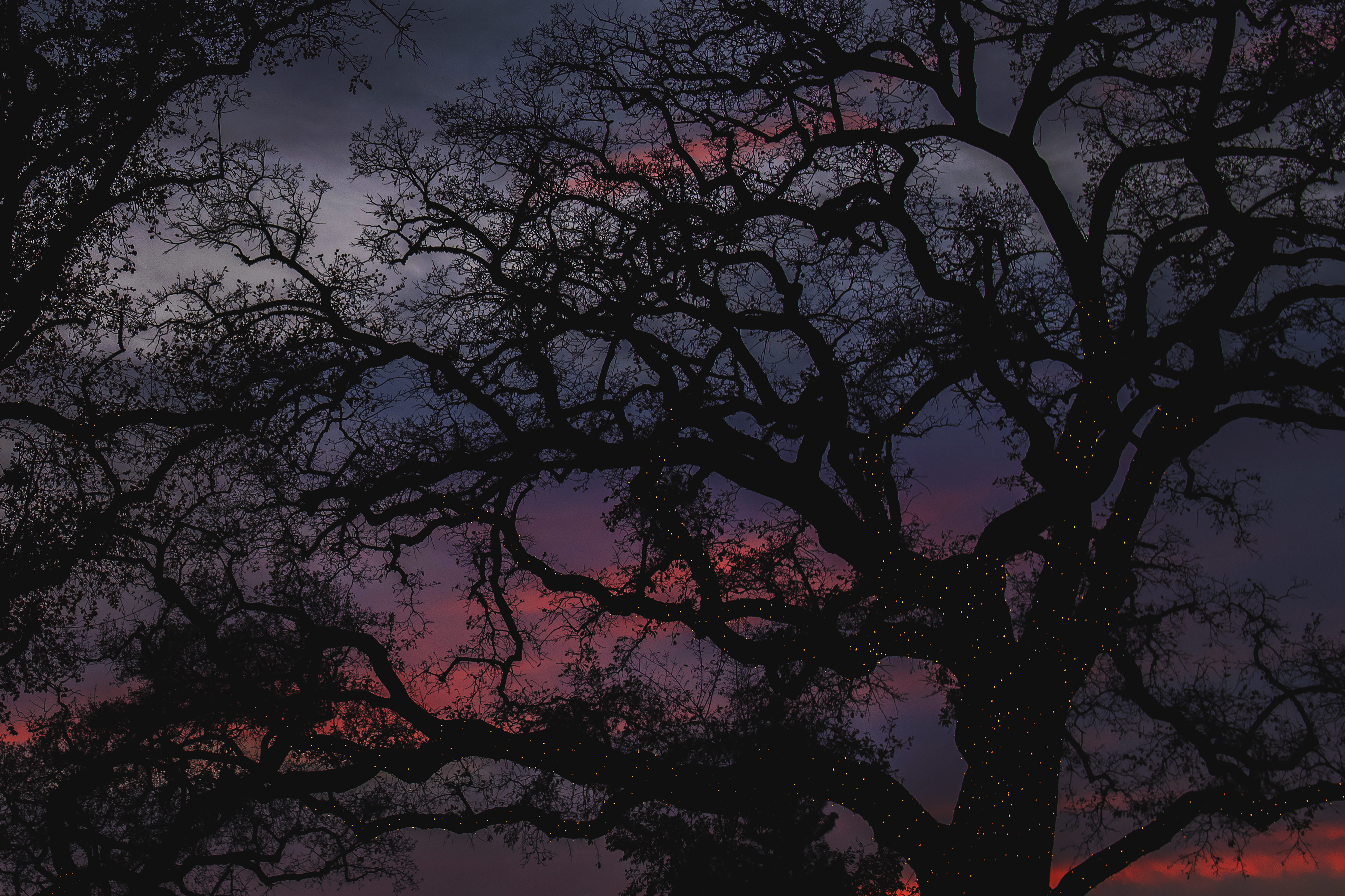 dusk, nature, universe, cloud - sky, outdoors, tree trunk, silhoutte, oak, california, low angle view, outer space, plant, evening, trees, full moon, moon, HD Wallpaper