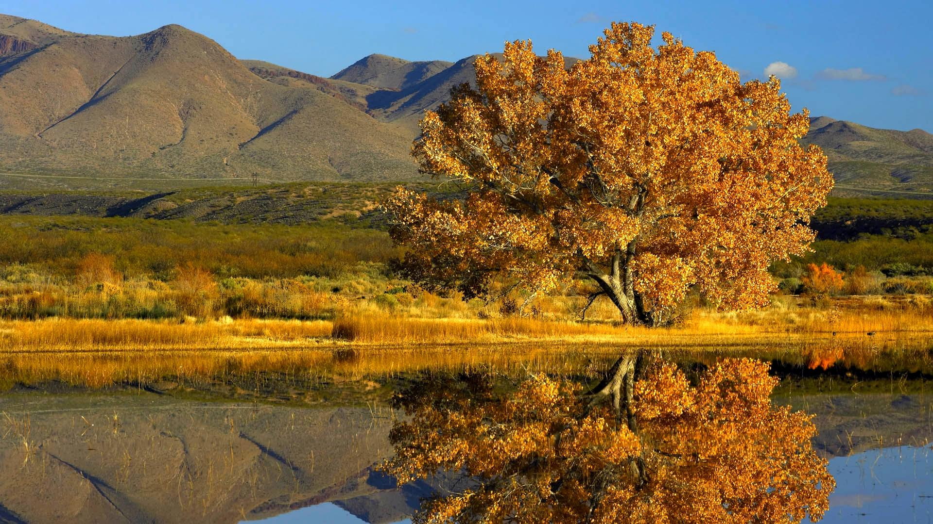 river, 3d and abstract, tree, mountain, riverbank, single tree, autumn, reflection, 1080P, grass, HD Wallpaper