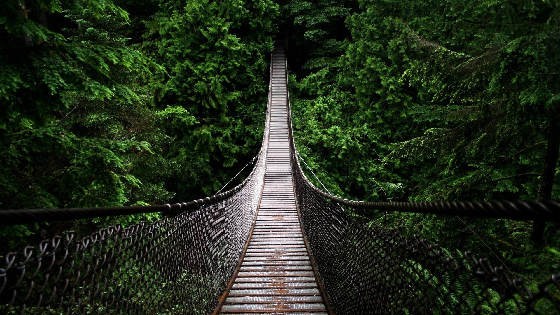 suspension bridge, 1080P, park, nature, bridge, lynn canyon park, forest, HD Wallpaper