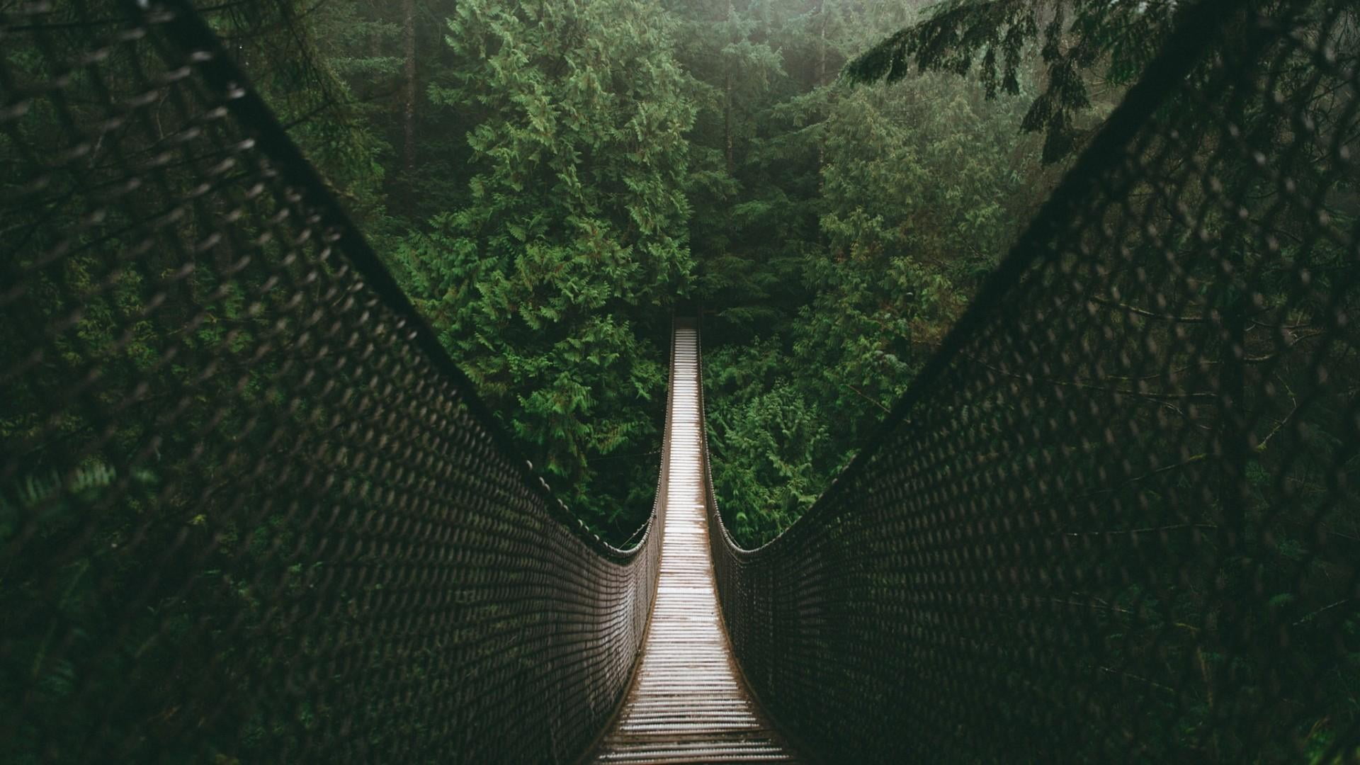 direction, british columbia, canada, tree, no people, diminishing perspective, grass, outdoors, biome, footpath, lynn canyon, foliage, connection, architecture, HD Wallpaper