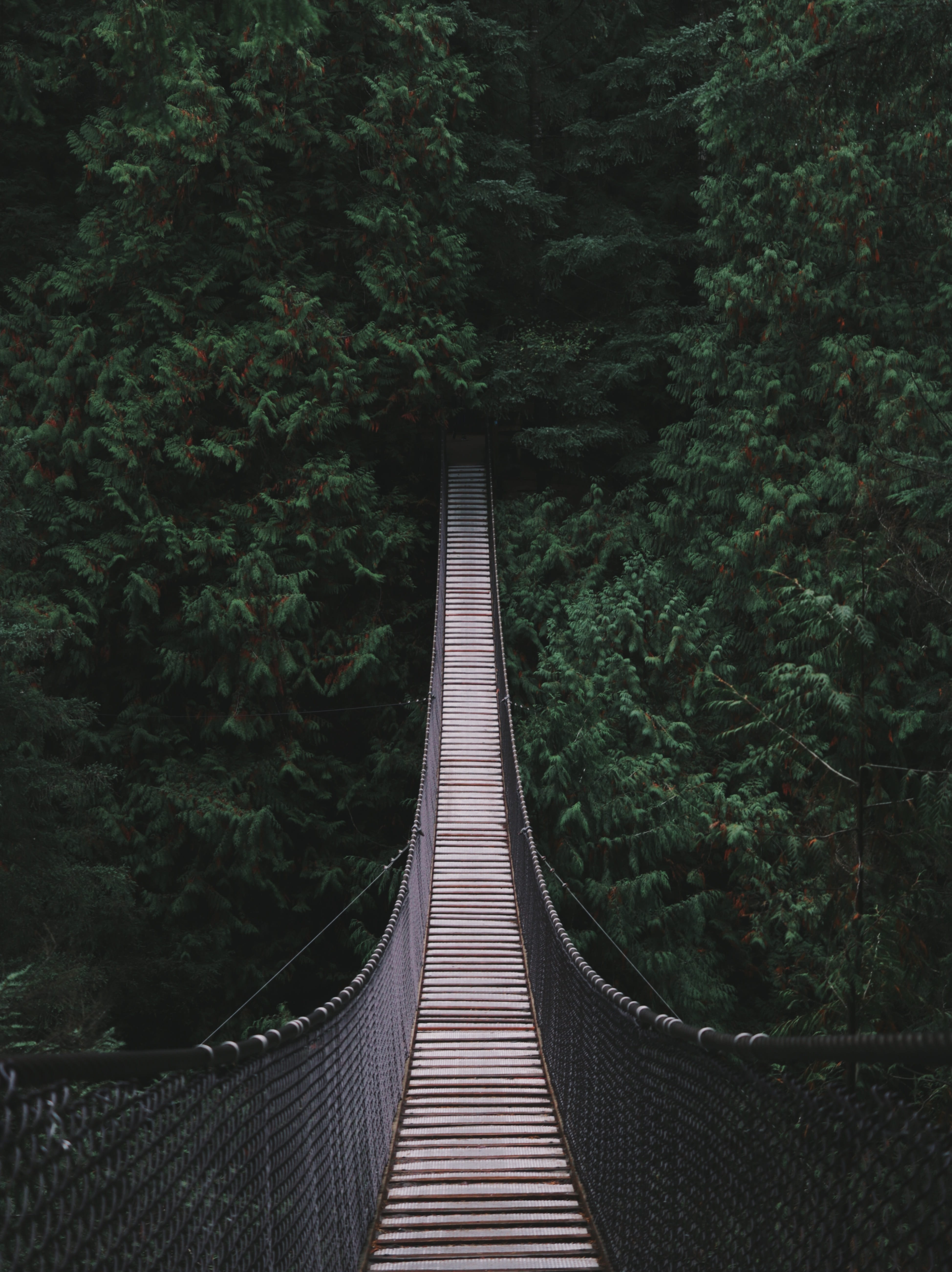 foliage, architecture, woodland, day, bridge, lush foliage, 5K, no people, direction, lynn canyon, plant, diminishing perspective, railing, dark, footbridge, Phone HD Wallpaper