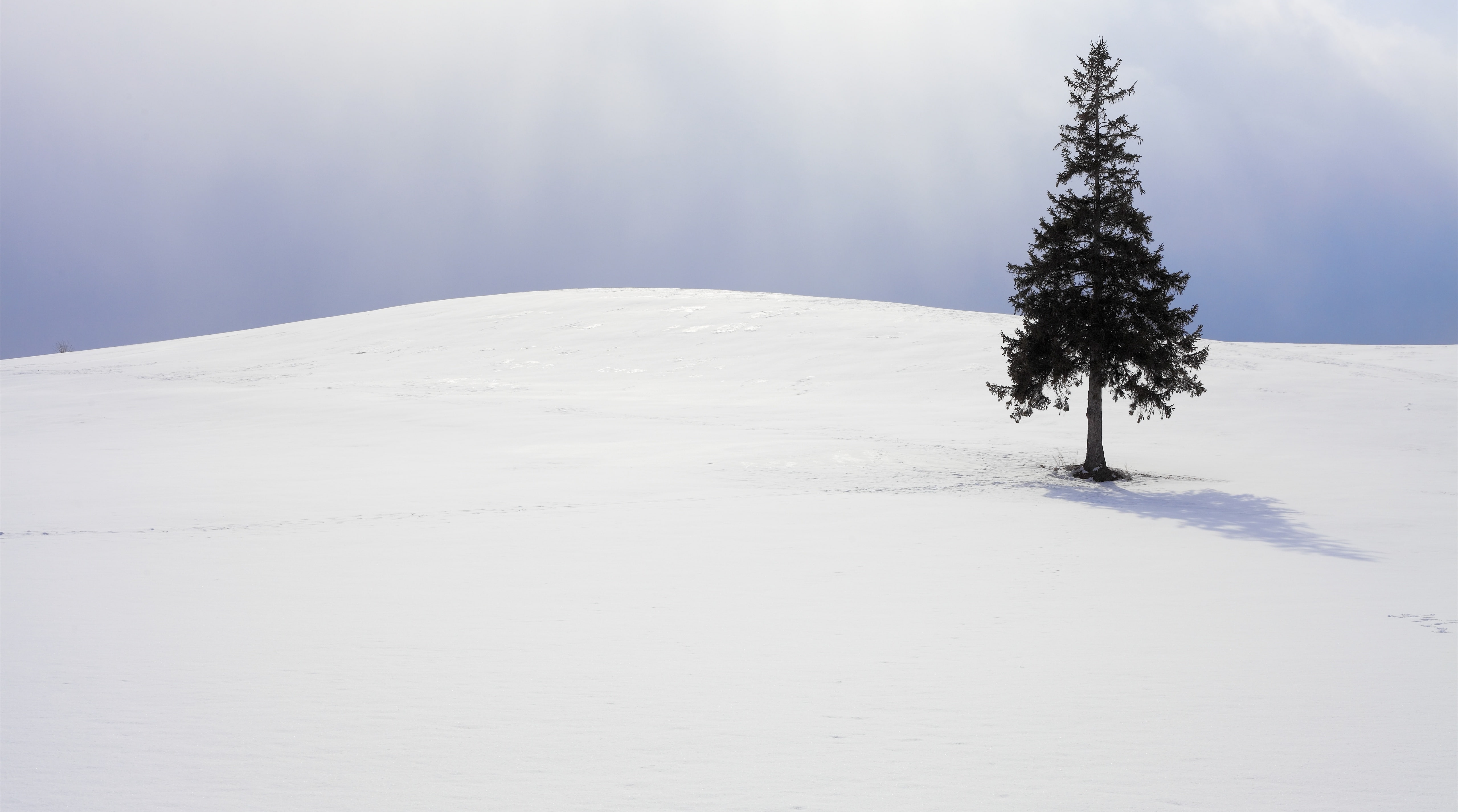 Calm, White, field, 5dmarkii, no people, cold temperature, canon, non-urban scene, environment, Alone, Snow, Tranquility, day, Tree, coniferous tree, Snowy, HD Wallpaper
