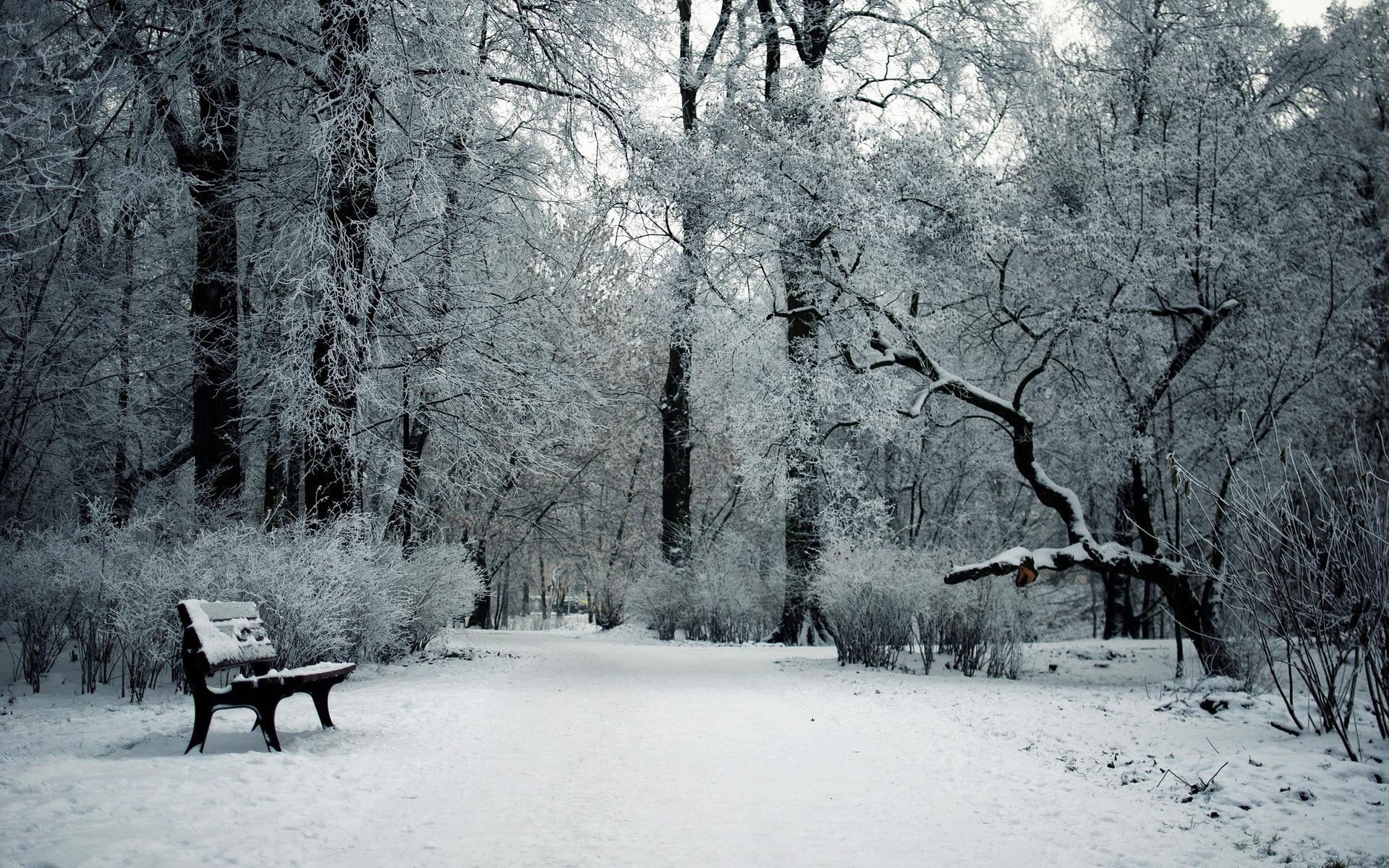snow, cold, widescreen, forests, garden, nature, trees, winter, landscapes, seasons, park, bench, 1080P, HD Wallpaper