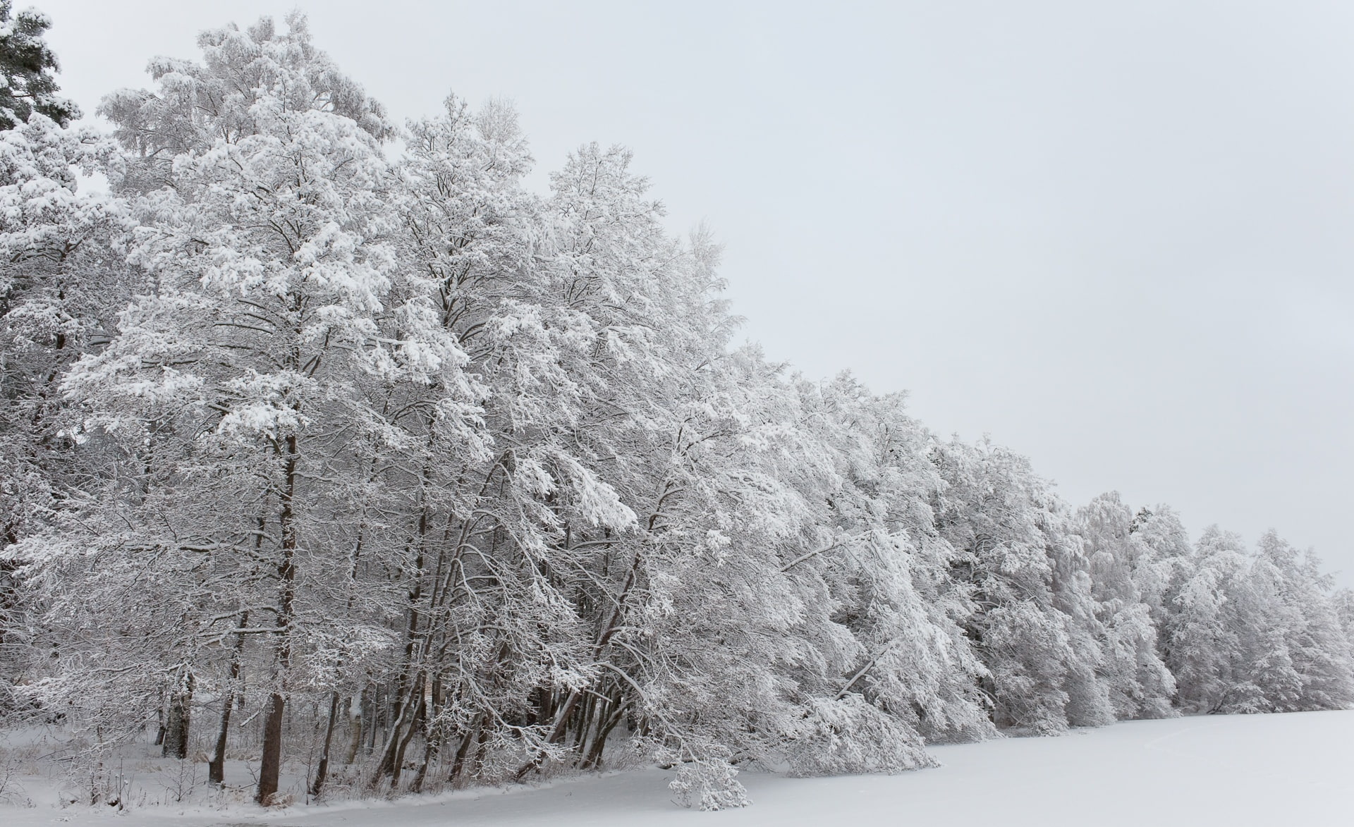turku, tree, white, coniferous tree, beauty in nature, covering, sky, Seasons, environment, land, frozen, plant, littoinen, snow, day, no people, lake, HD Wallpaper
