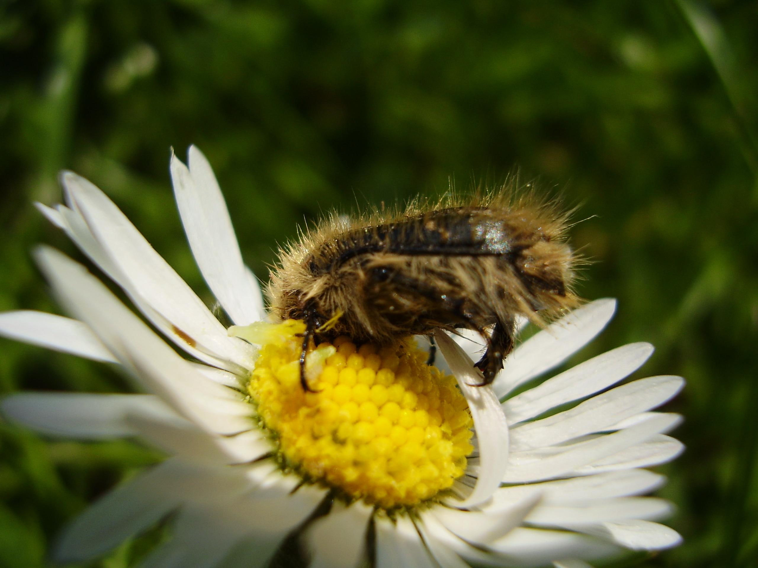 anima, 2K, flower, bug, animals, nature, HD Wallpaper