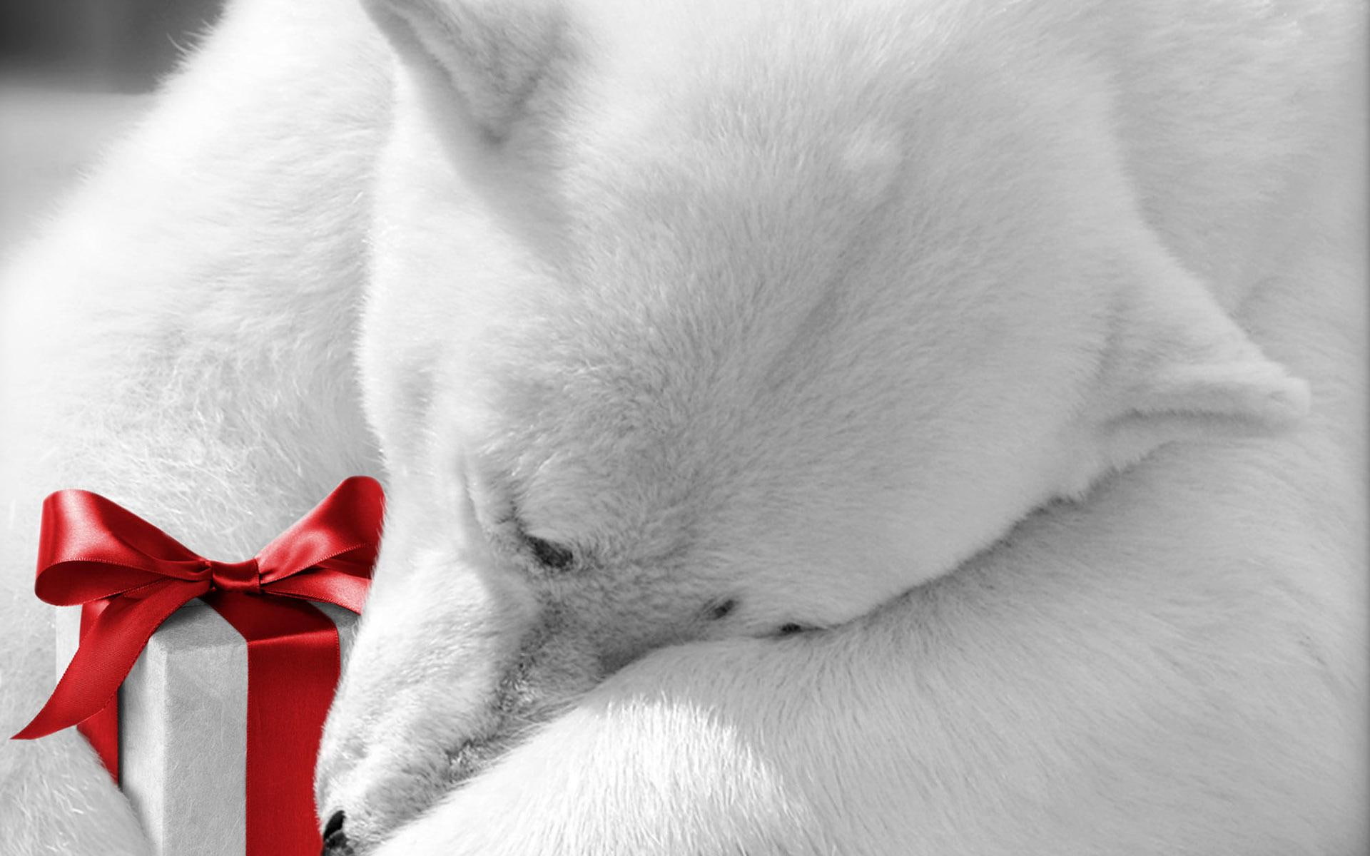 happy new year, ribbon, new year, anima, lovely, polar, beautiful, 1080P, magic, nice, merry christmas, bear, white, HD Wallpaper