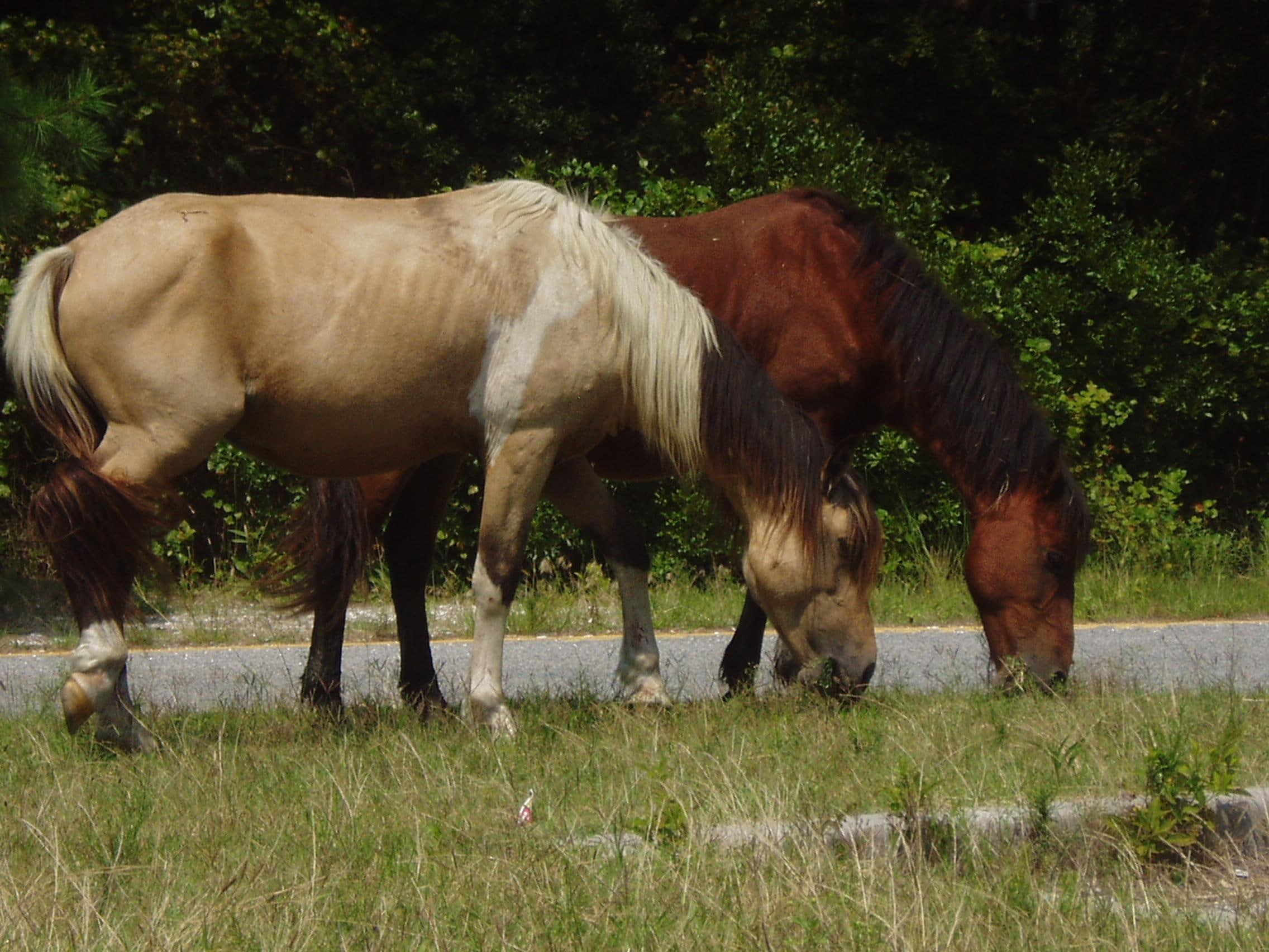 horses, 1080P, park, grazing, wild horses, beige, two, ponies, palomino horses, brown, white horses, animals, wild, trees, anima, nature, brown horses, HD Wallpaper