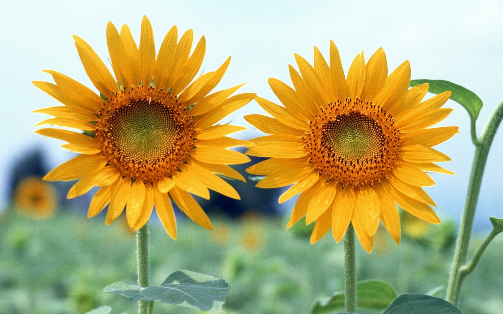 sunflowers, plants, flowers, 720P, depth of field, HD Wallpaper