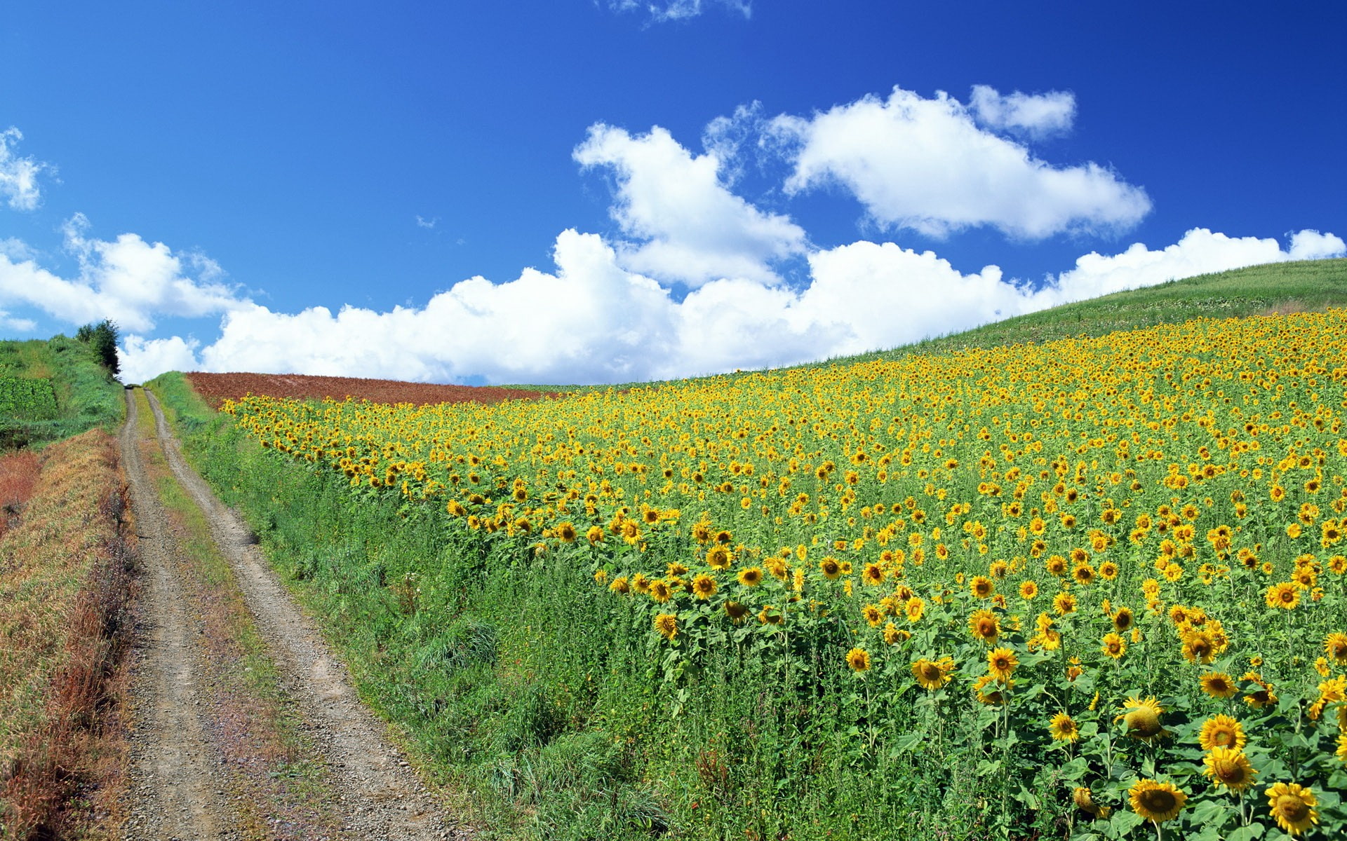 flowers, landscape, sunflowers, sky, field, 1080P, clouds, HD Wallpaper