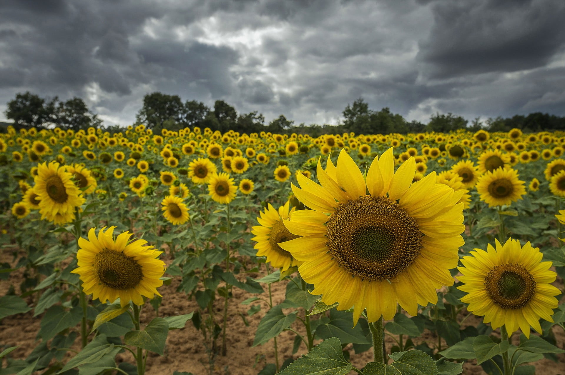 field, vulnerability, 1080P, flowering plant, springtime, rural scene, land, outdoors, sunflowers, pollen, cloud - sky, agriculture, no people, growth, HD Wallpaper