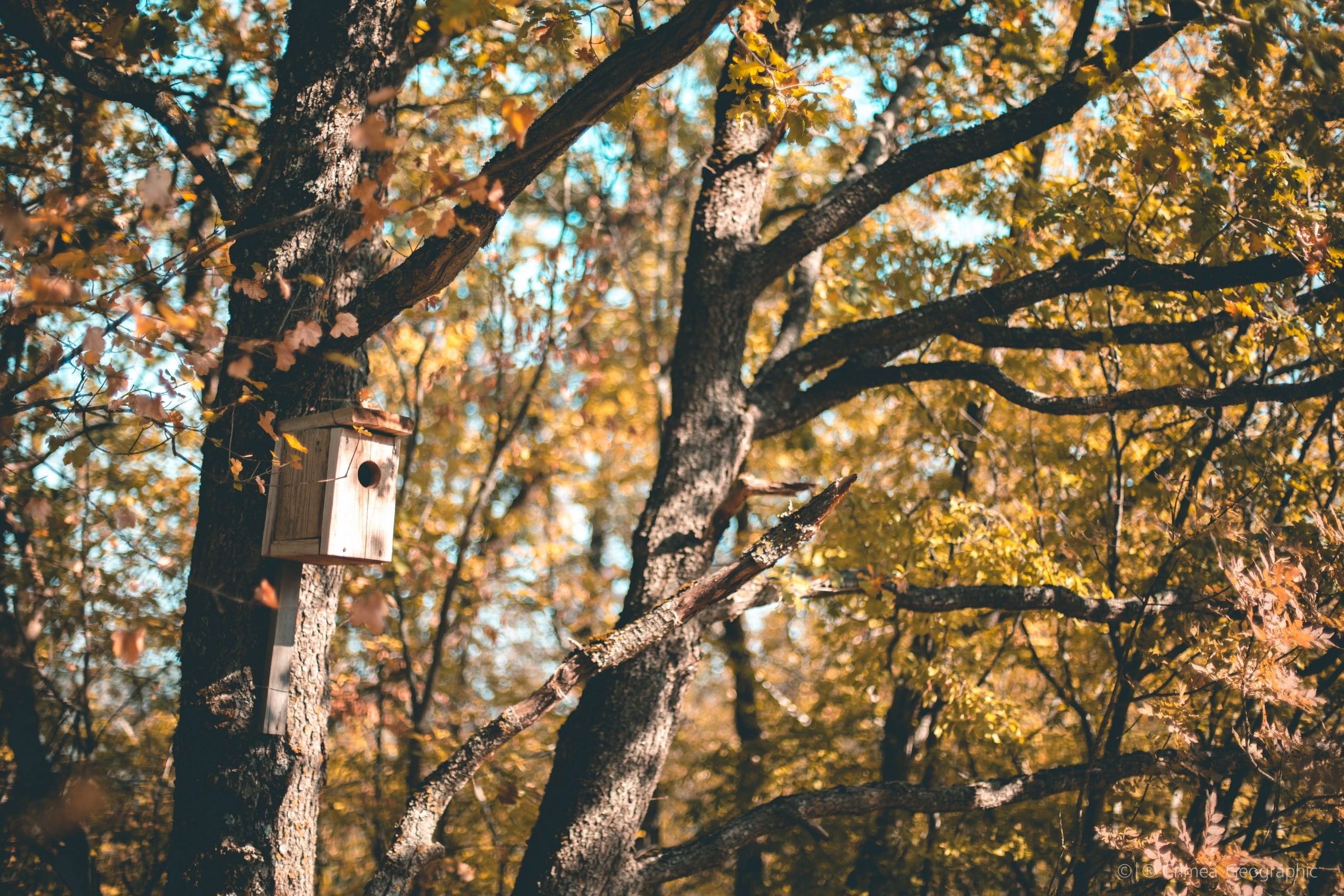 tranquility, land, forest, tree trunk, plant, focus on foreground, sunlight, trunk, growth, 2K, trees, outdoors, autumn, birdhouses, beauty in nature, HD Wallpaper