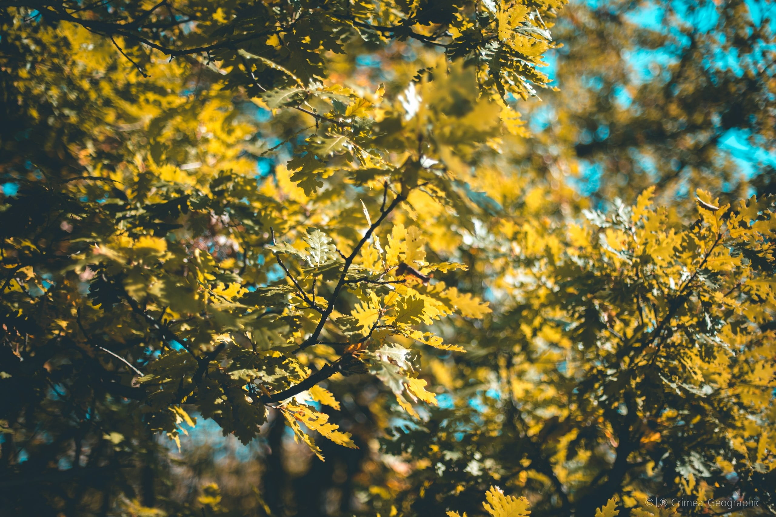 springtime, plant, low angle view, outdoors, beauty in nature, no people, 2K, freshness, backgrounds, sunlight, day, change, flower, leaf, autumn, growth, HD Wallpaper
