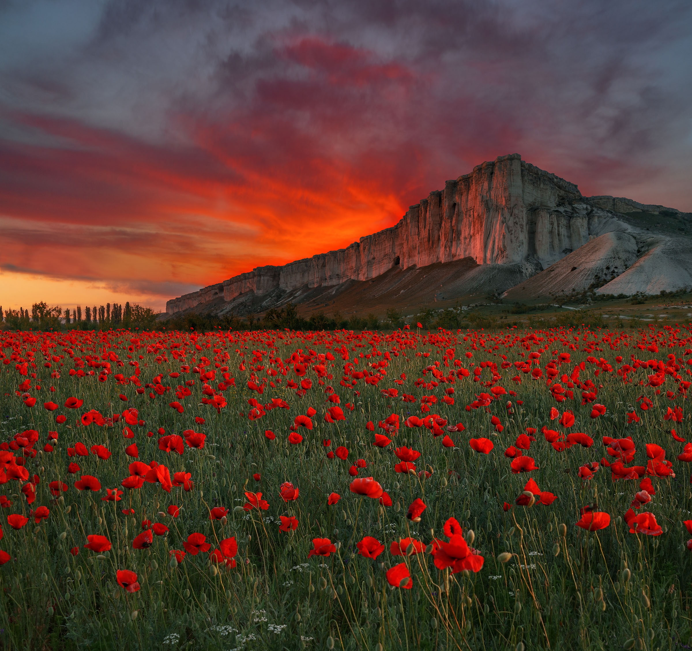 flowers, Crimea, sunset, White Rock, 1080P, field, Russia, AK-Kaya, meadow, Maki, rock, HD Wallpaper