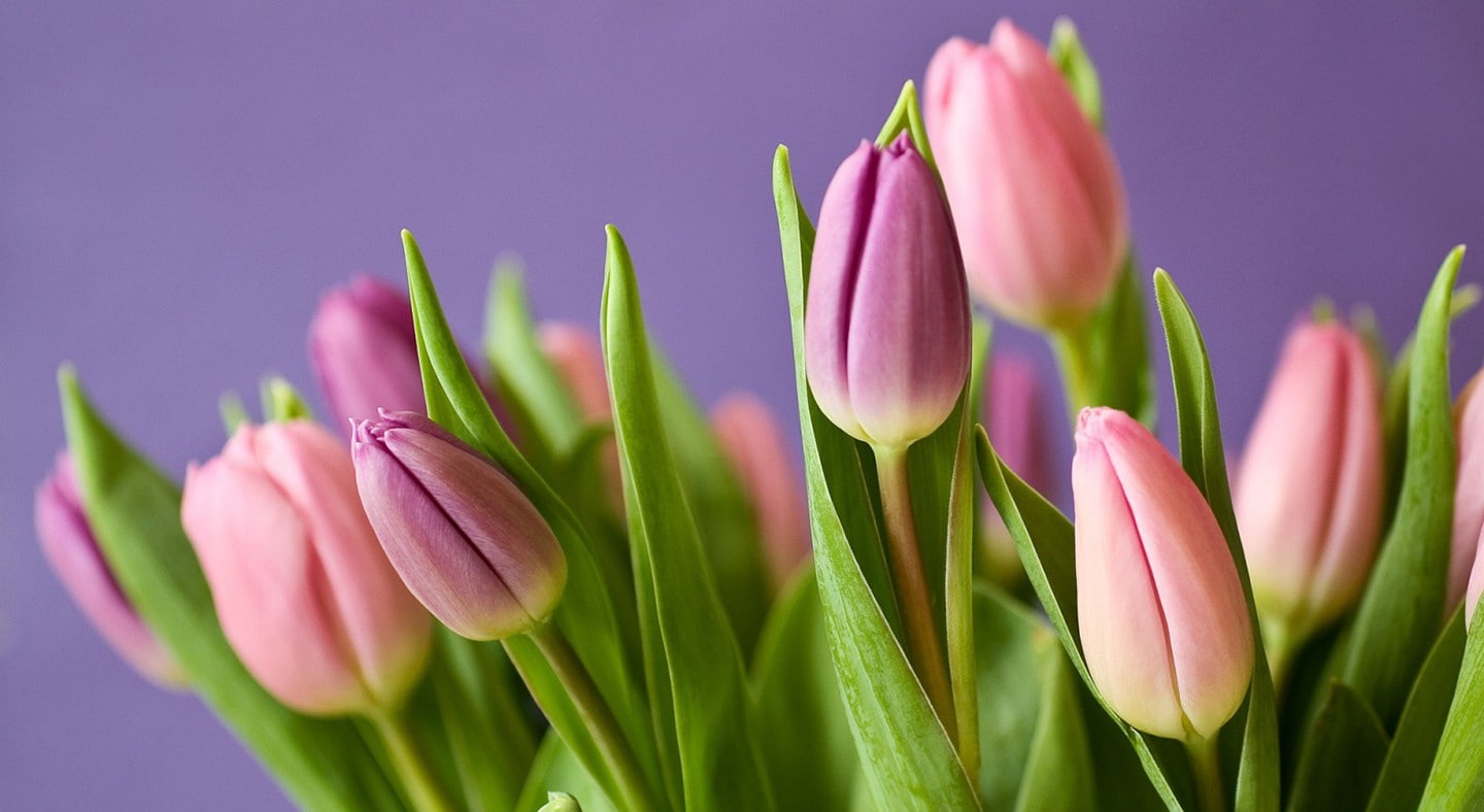 flower, petal, vulnerability, purple, close-up, no people, freshness, flower arrangement, pink color, inflorescence, nature, beauty in nature, blossom, HD Wallpaper