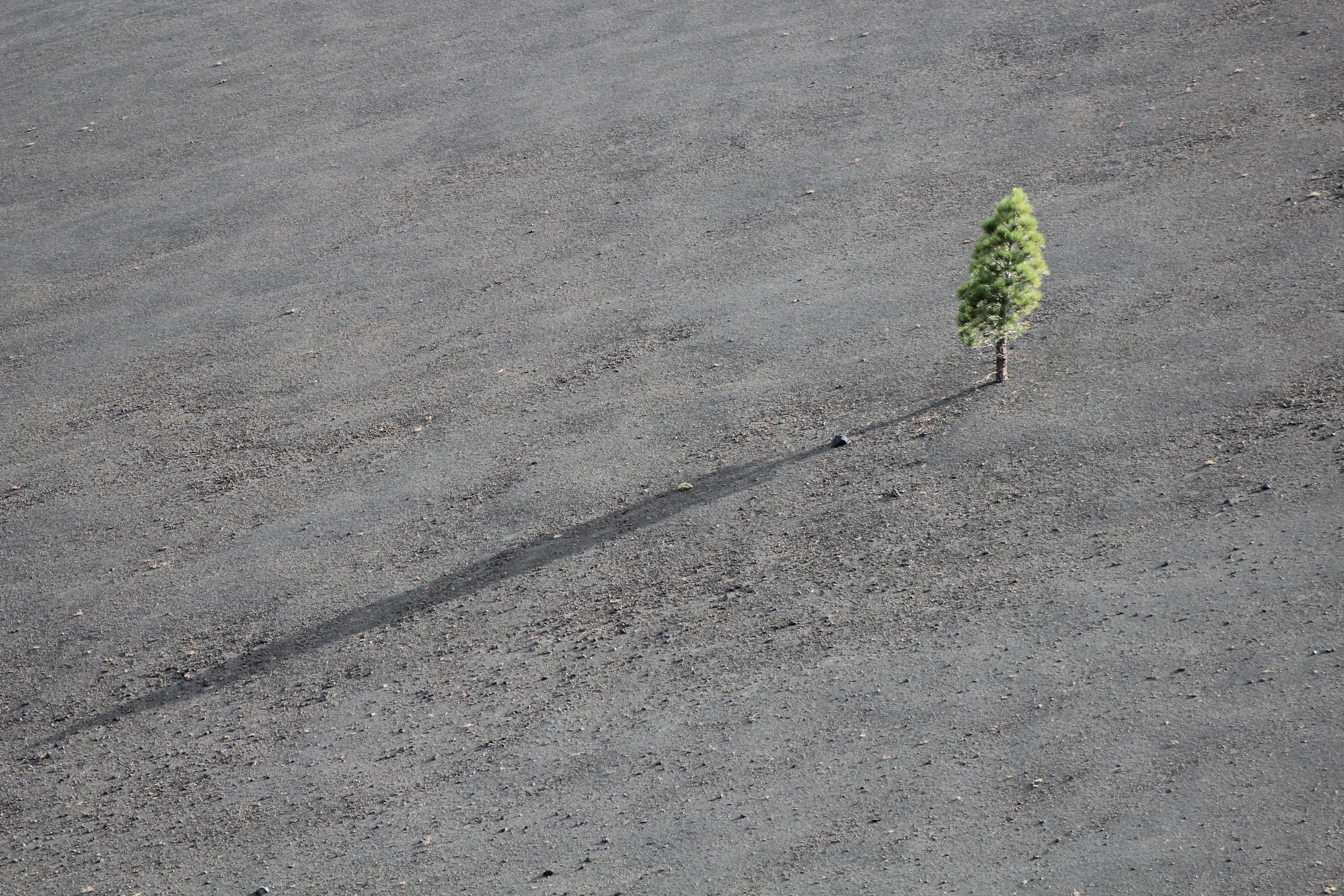 bird, 5K, barren, s, city, textured, road, green, grey, lonely, view, leaf, arid climate, green color, no people, growth, dust, shadow, ground, gray, fragility, HD Wallpaper