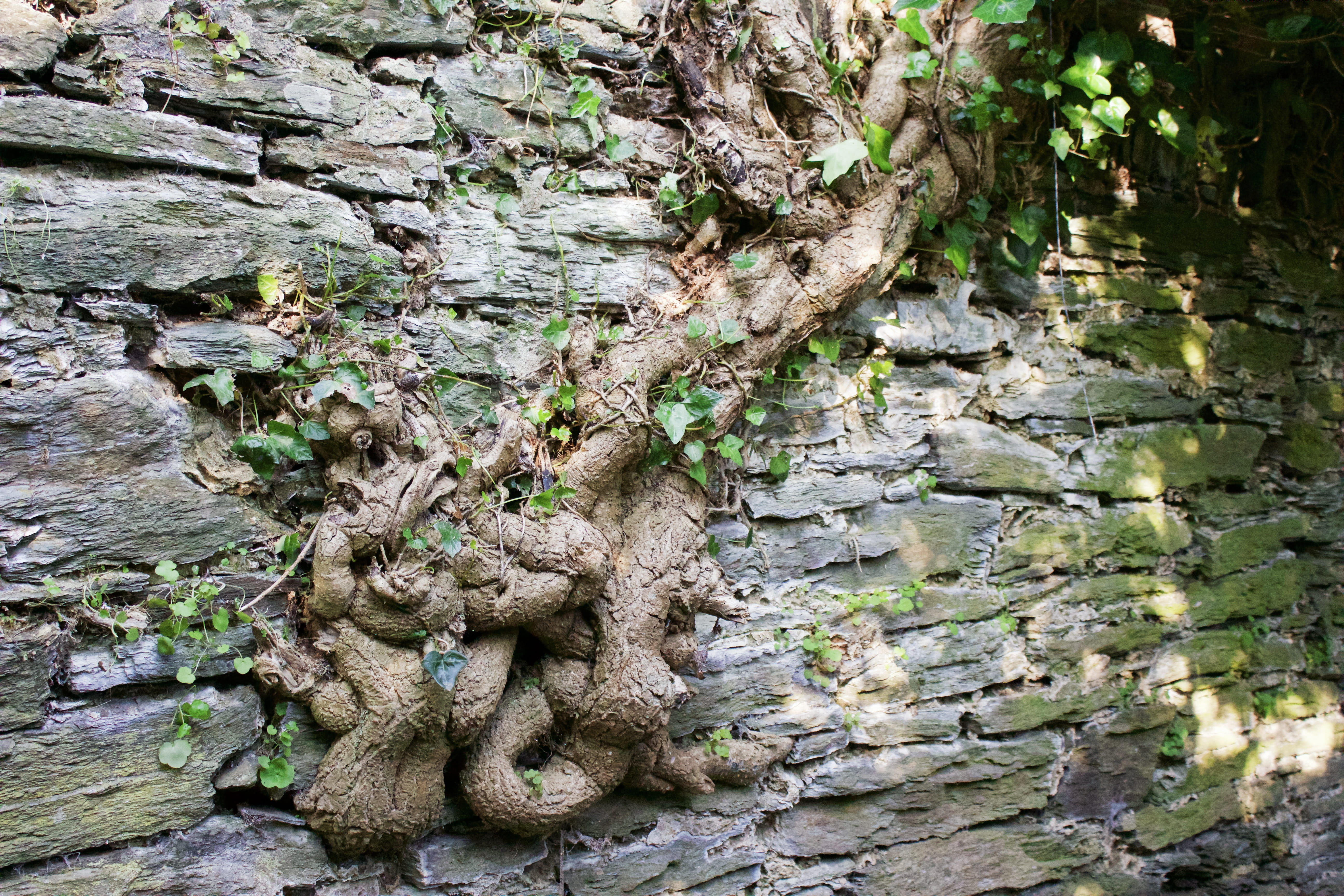 5K, pattern, tree trunk, growth, rock, no people, beauty in nature, strength, wall, trunk, day, wall - building feature, textured, solid, ivy, outdoors, HD Wallpaper