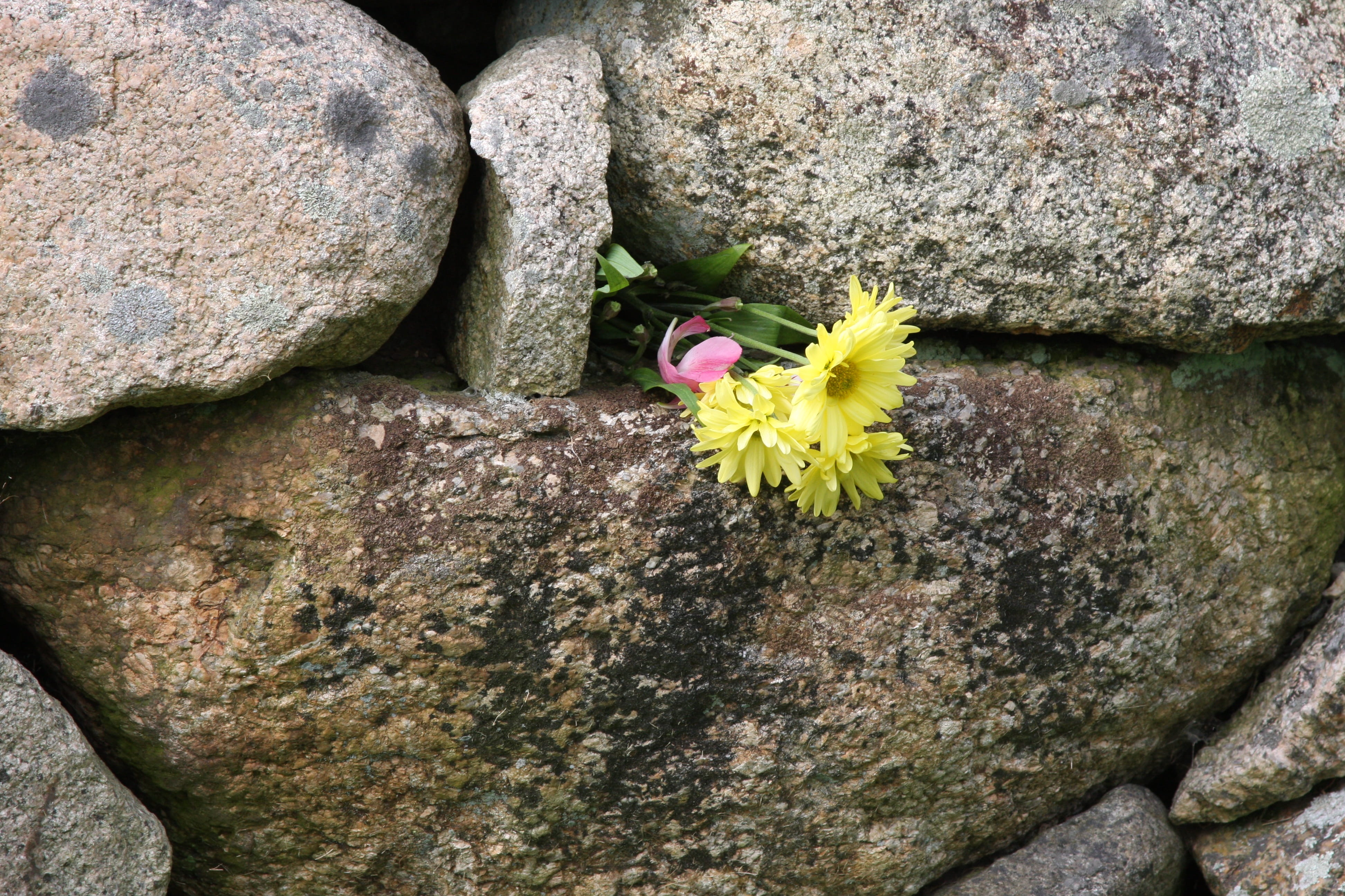 petal, life, hope, beauty in nature, nature, growth, freshness, no people, close-up, inflorescence, rock, flower head, Flower, solid, day, flower in wall, HD Wallpaper