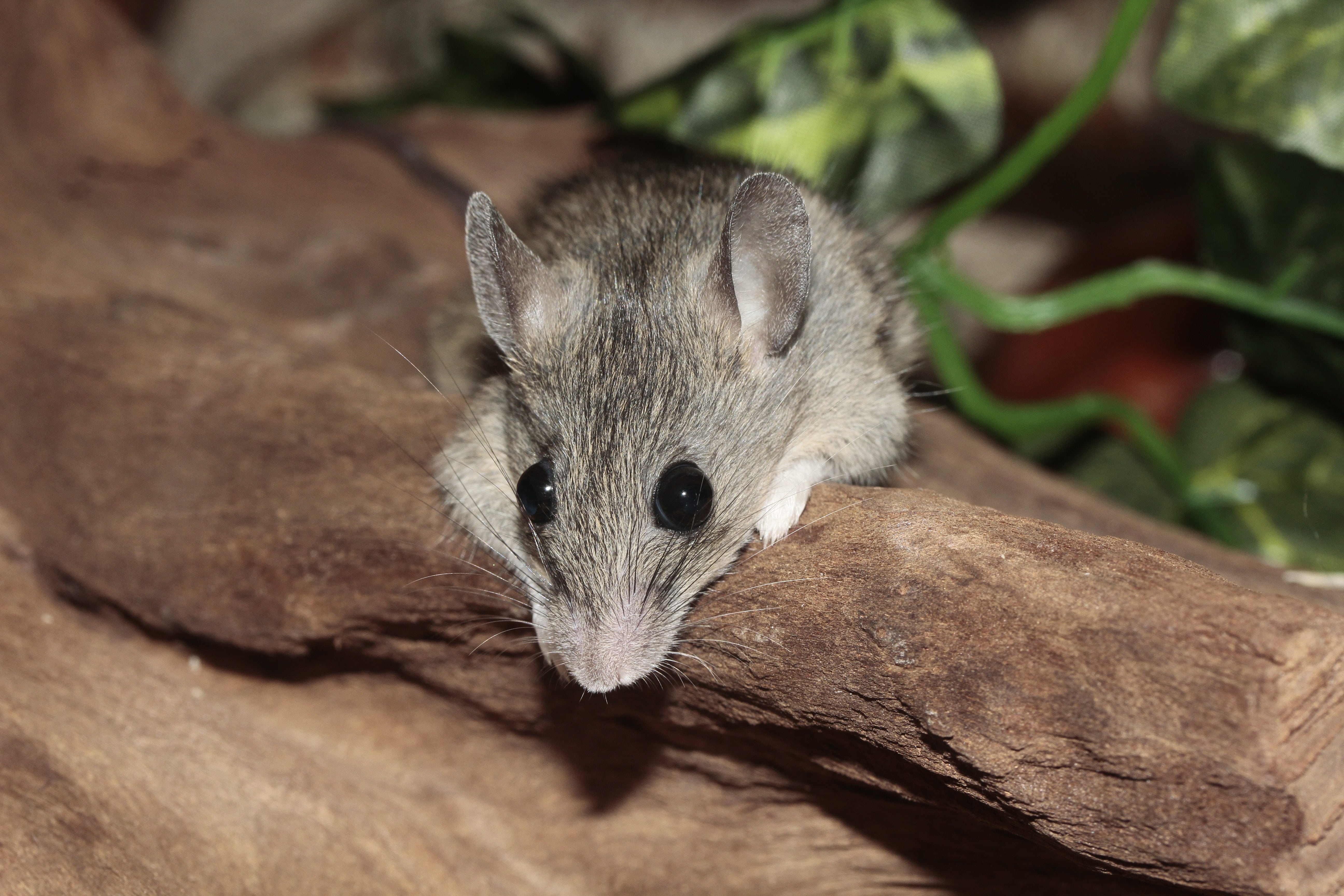cute, wood - material, rodent, relaxed, no people, rest pause, animal body part, pets, high angle view, 5K, lying, fur, one animal, closeup, wildlife, HD Wallpaper