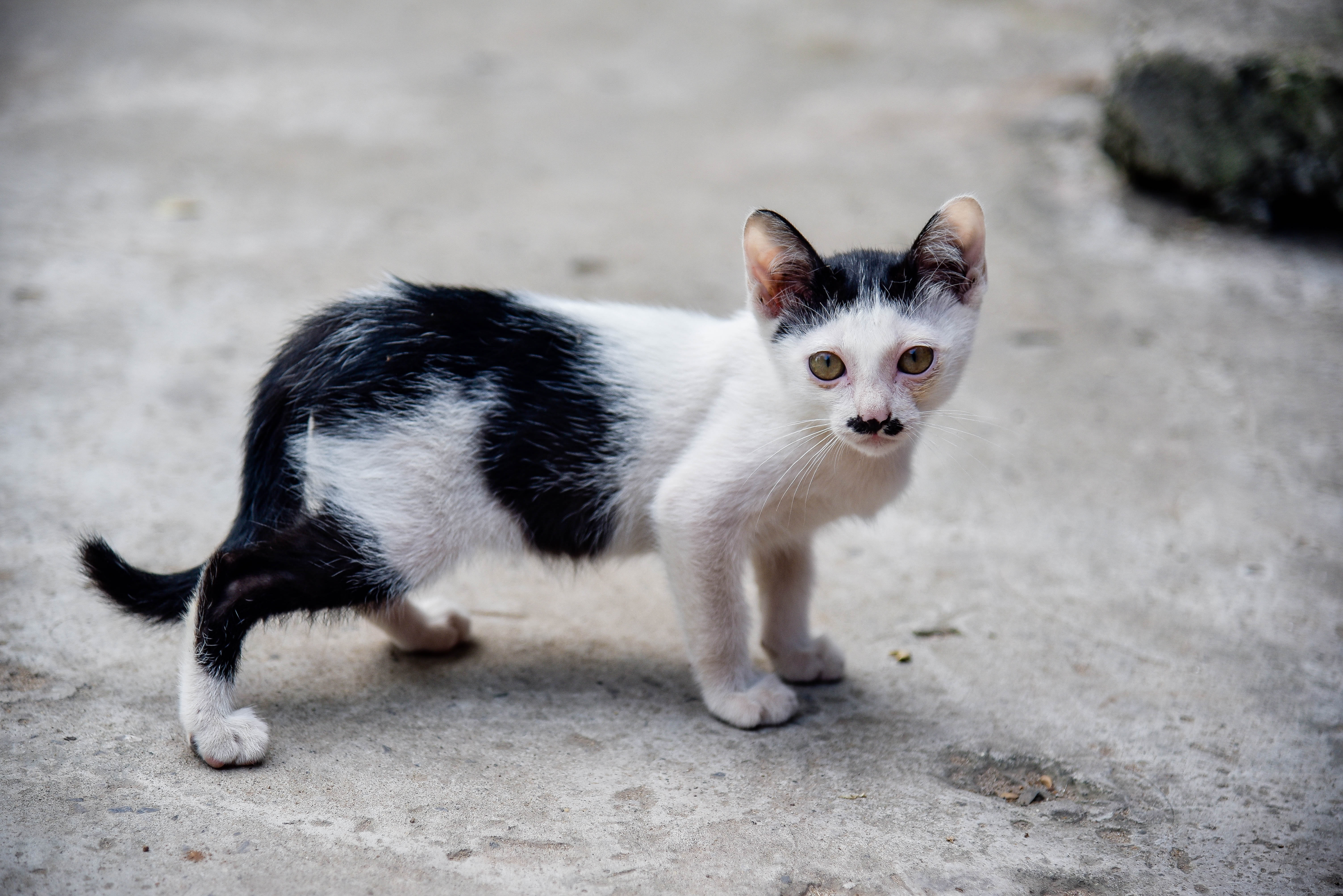 persistent, cat, mammal, city, one animal, petite, outdoors, focus on foreground, small, pets, standing, whisker, kitten, domestic animals, no people, temple cat, HD Wallpaper