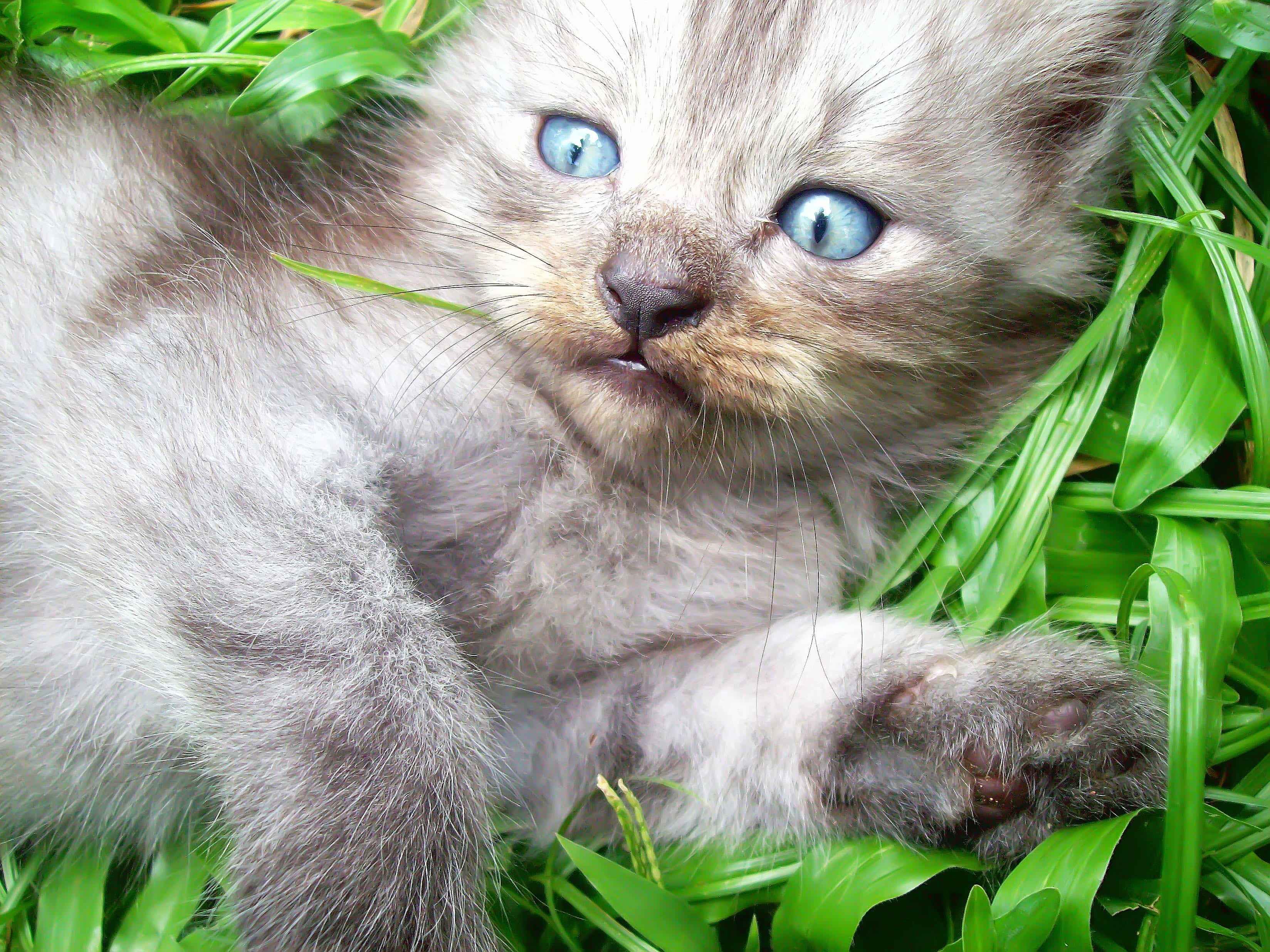 animal body part, 2K, one animal, domestic, young animal, feline, cute, vertebrate, domestic animals, whisker, domestic cat, mammal, petite, cute cat, HD Wallpaper