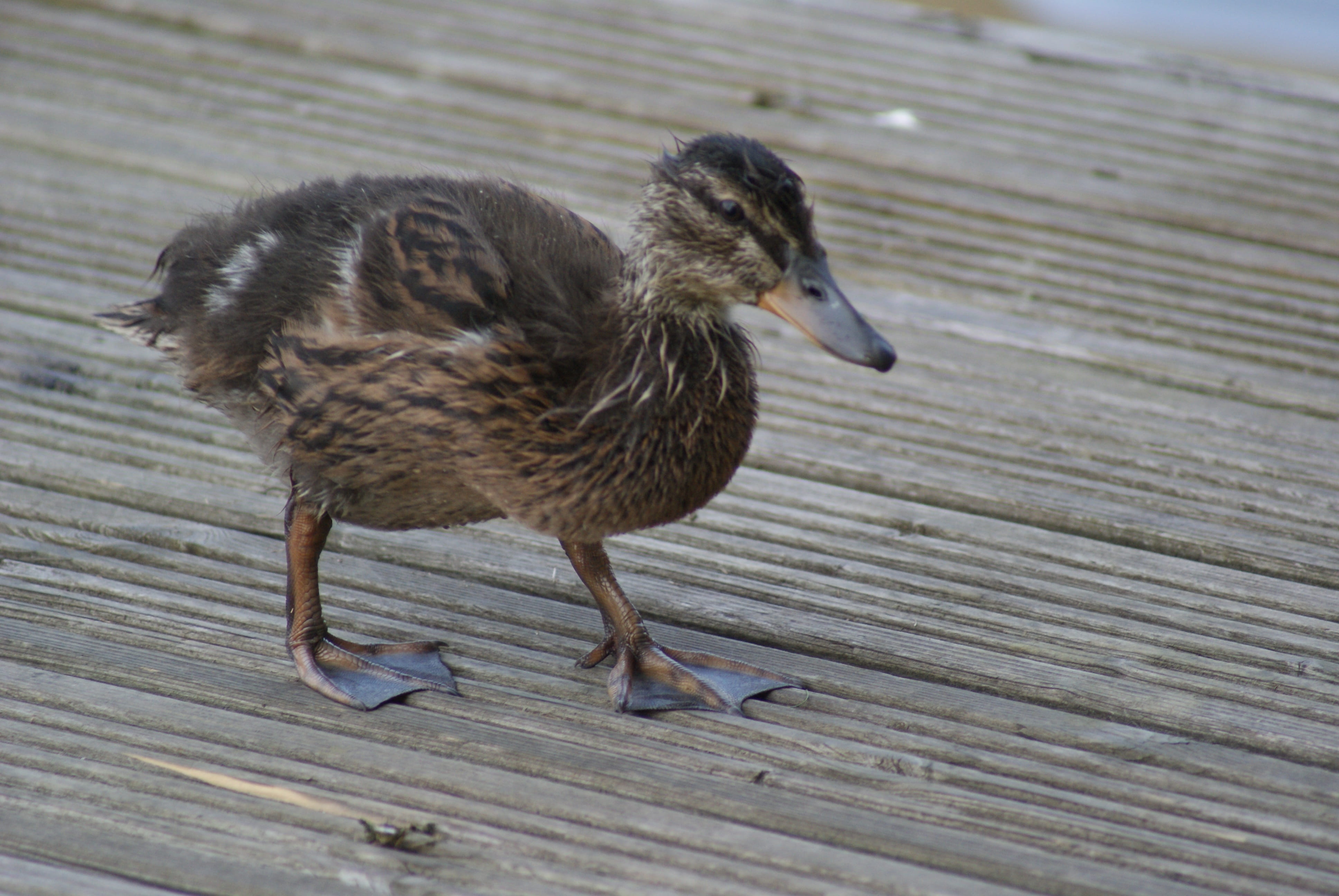 vertebrate, day, determined, animal themes, wood - material, determination, water, persistence, beak, full length, duck, bird, young animal, one animal, HD Wallpaper