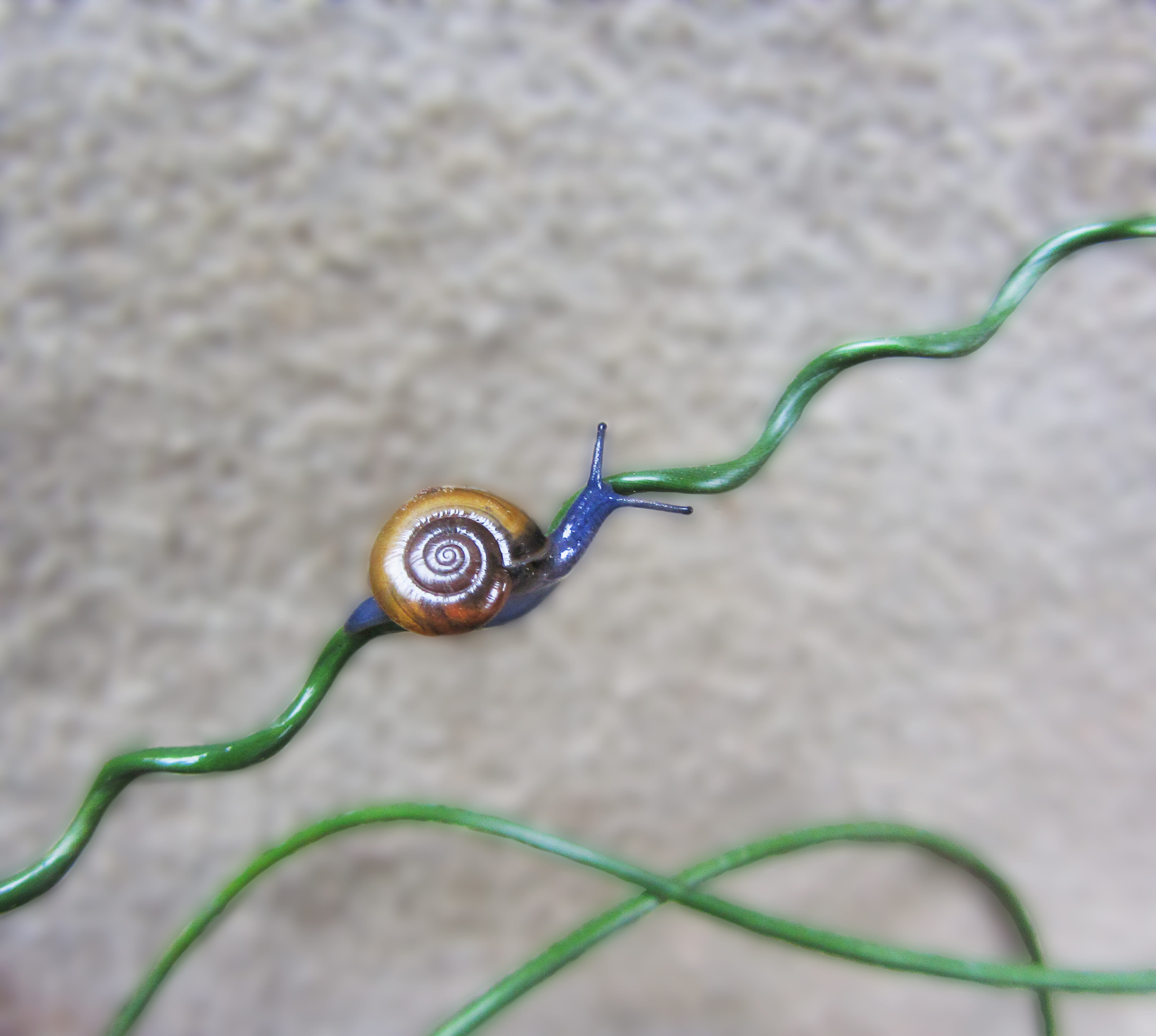 Snail, Blue, no people, green color, Grass, road, selective focus, ornamental grass, gastropod, high angle view, utah, bendy, nature, spiral, shell, 5K, HD Wallpaper