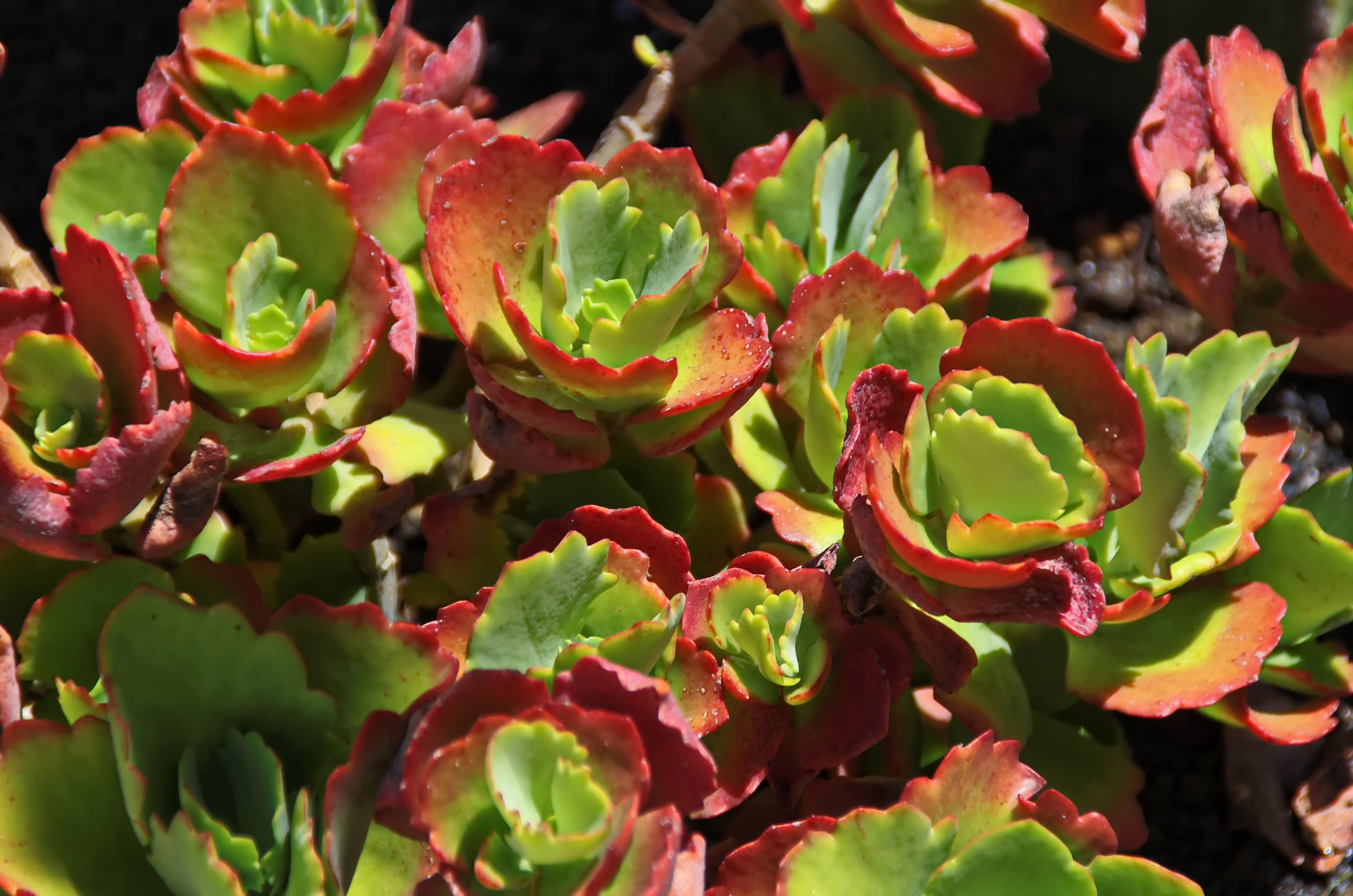 beauty in nature, high angle view, outdoors, Lanzarote, focus on foreground, no people, succulent plant, nature, 4K, day, green, red, close-up, plant part, HD Wallpaper