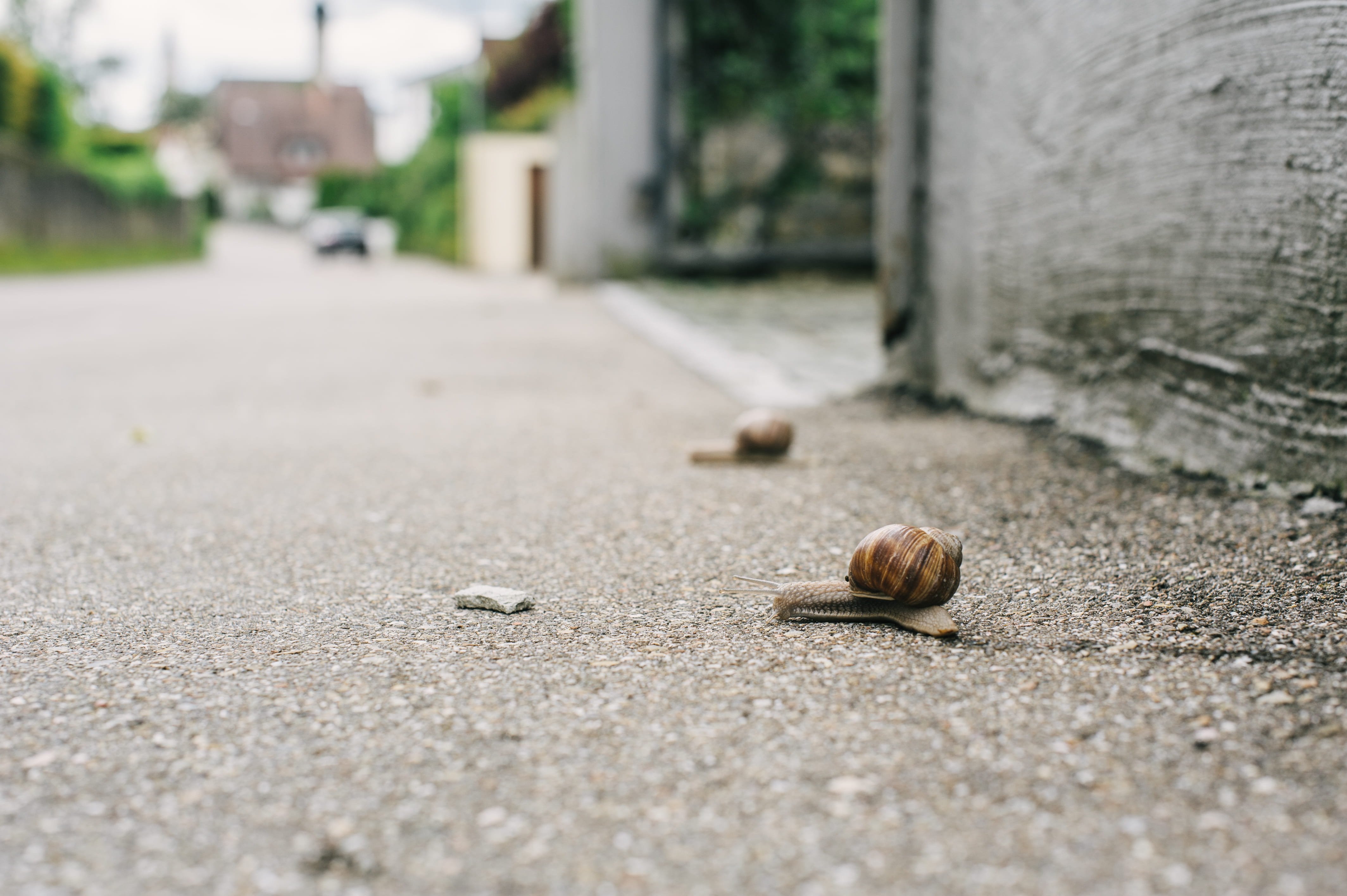 outdoors, close-up, shell, mollusk, selective focus, nut, germany, surface level, persistence, architecture, gastropod, animal, invertebrate, day, building exterior, HD Wallpaper