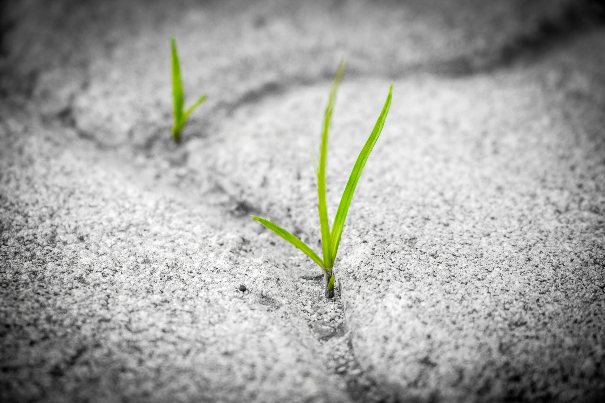 opportunity, freshness, persistence, cobblestone, material, brick, seedling, seed, cobble, outdoor, pattern, survival, strong, leaf, sand, stone, green, HD Wallpaper