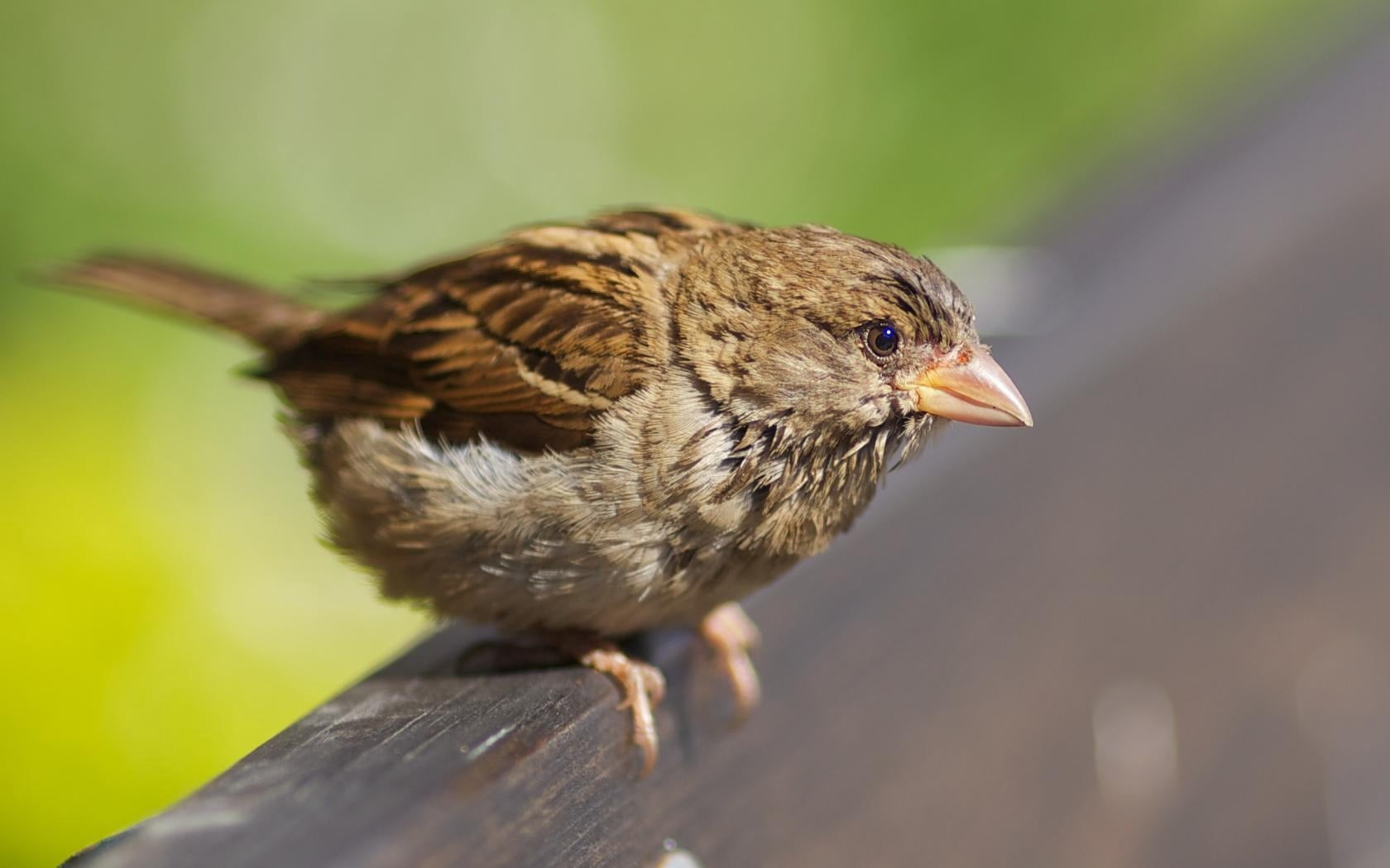 leaves, herbs, animals, feather, animal Wing, wildlife, sparrow, cute, nature, close-up, animal, yellow, birds, animals In The Wild, perching, brown, foliage, HD Wallpaper