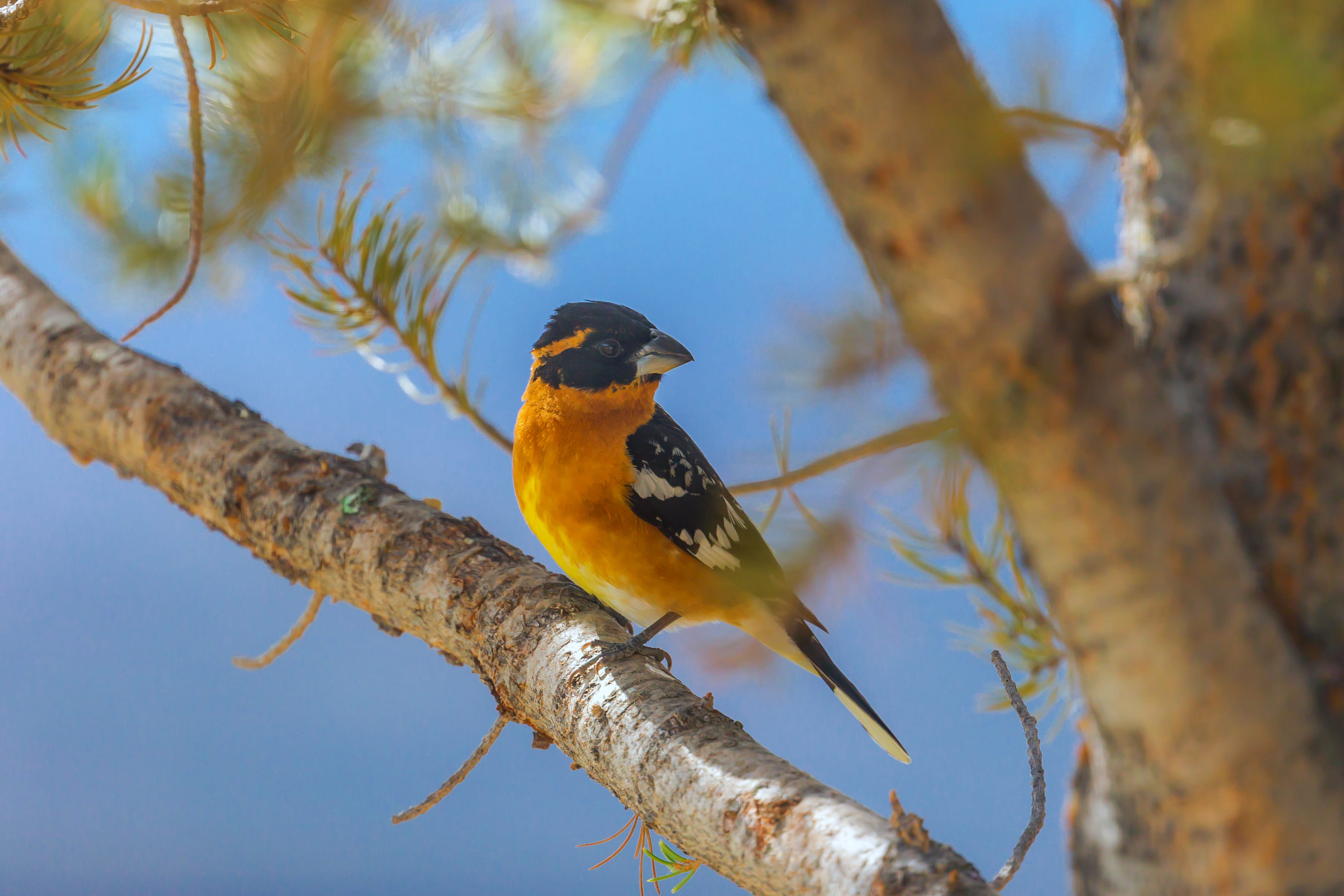 no people, blue sky, bird, beak, focus on foreground, animal themes, wildlife, photo, headed, grosbeak, nature, perch, focus, 4K, vertebrate, low angle view, HD Wallpaper