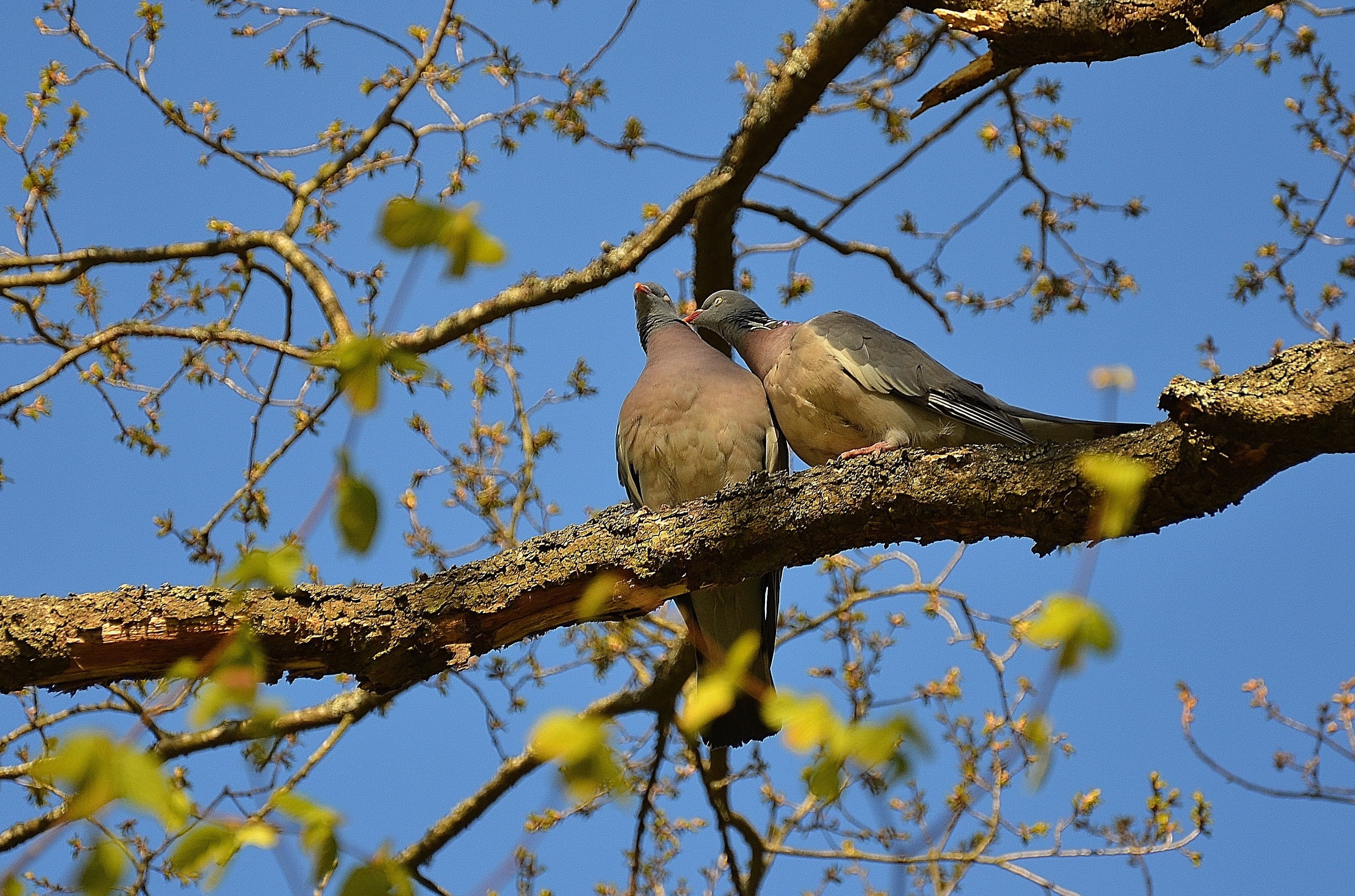 tree, plant, animals in the wild, animal, outdoors, togetherness, Pair, Birds, sky, twosome, animal themes, love, sunlight, clear sky, animal wildlife, HD Wallpaper