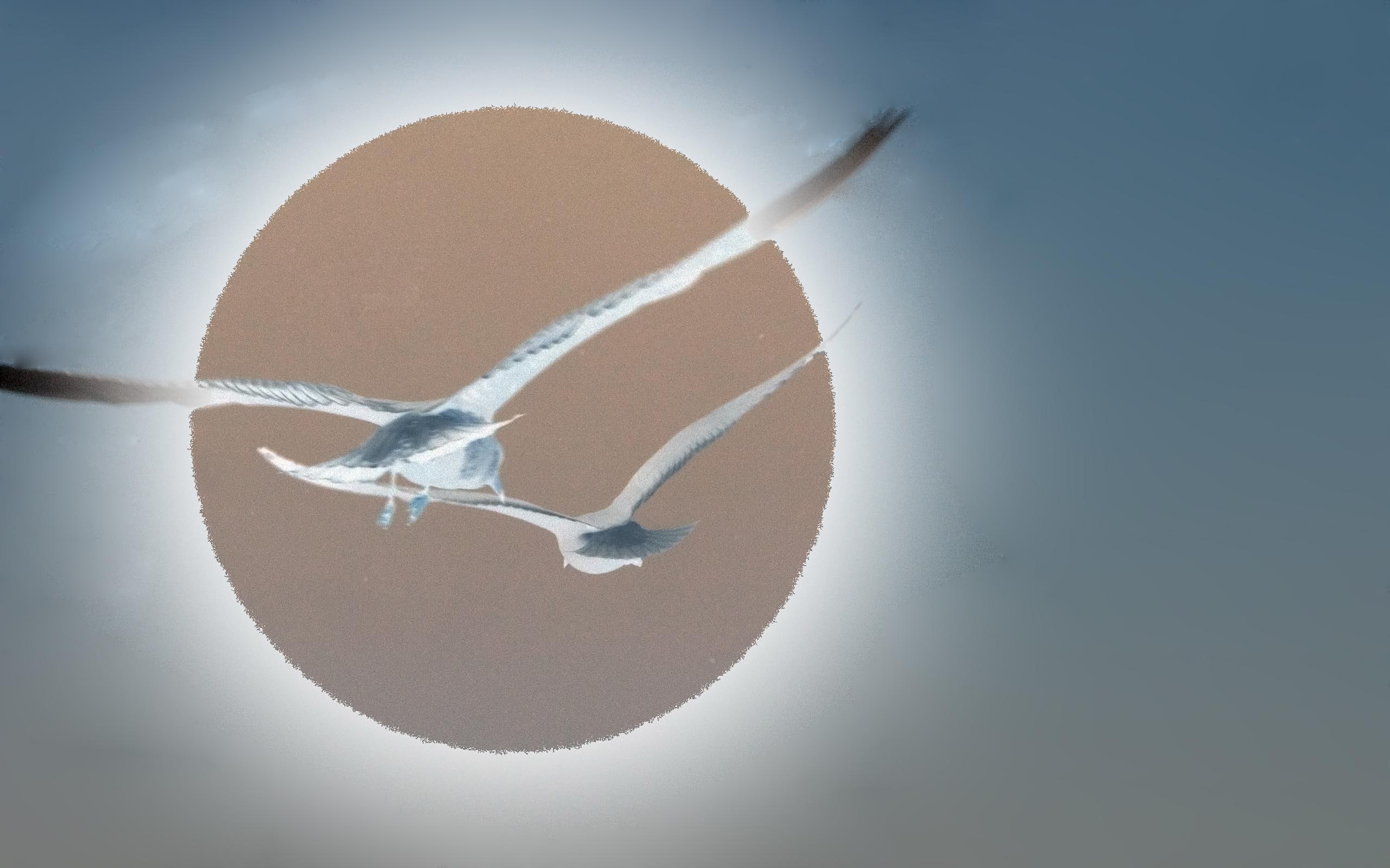 painting, negetive, sun, feathered, birds, animals, high, soaring, 2K, sky, bird, two, white, photoshopped, HD Wallpaper