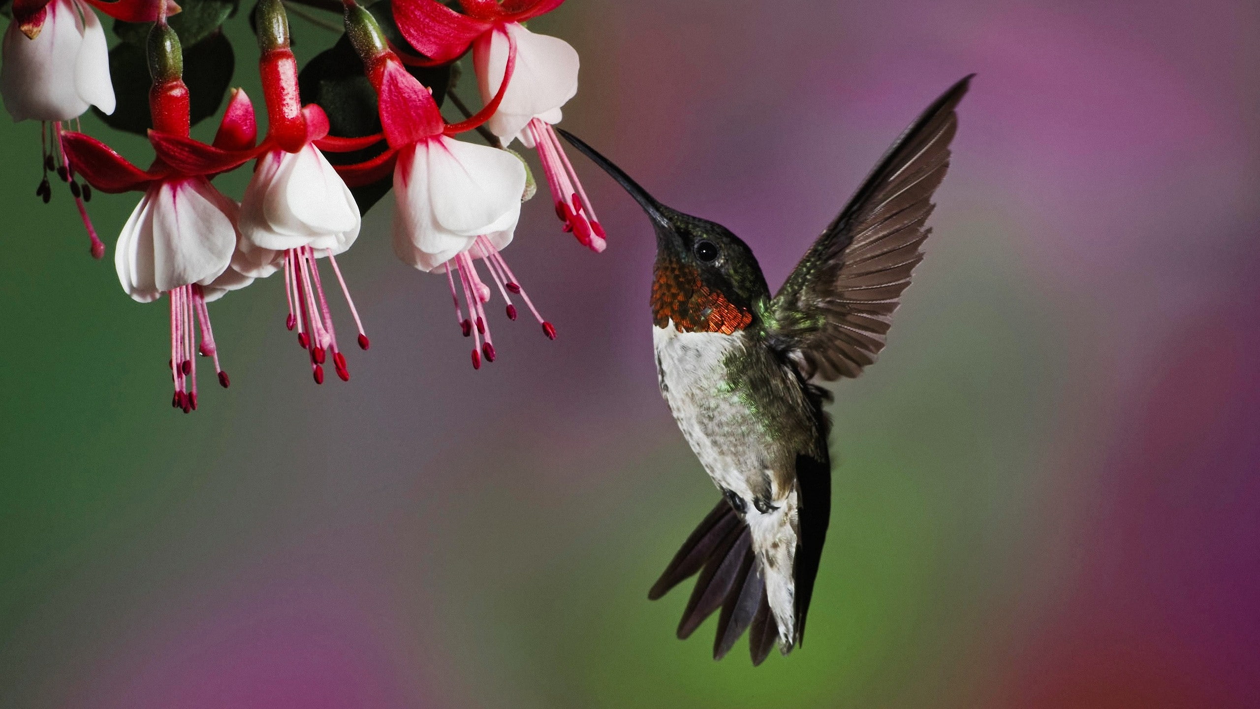 photography, 2K, fuschia, hummingbirds, flowers, birds, HD Wallpaper